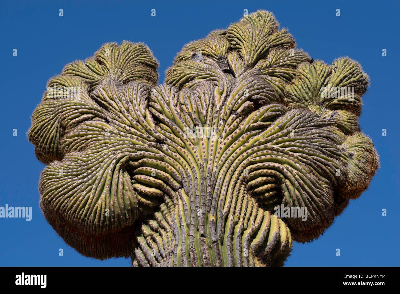 Saguaro crestato n. 1, vicino al lago Horseshoe, Arizona Foto Stock