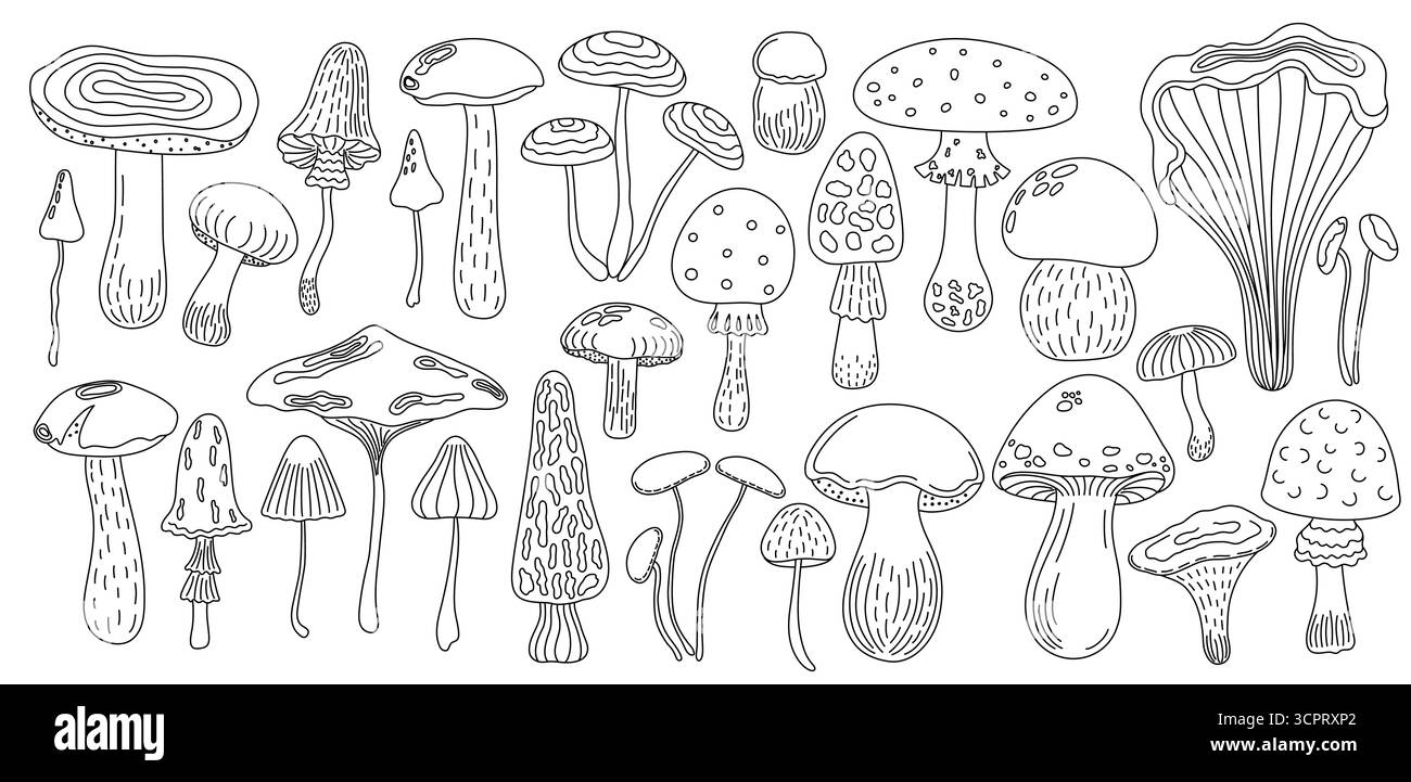 Funghi commestibili della foresta Set bolo giallo, illustrazione vettoriale del fungo del miele, contorno stagionale autunno doodle disegno ingrediente dieta vegetariana sano per il design del menu, immagine disegnata a mano Illustrazione Vettoriale