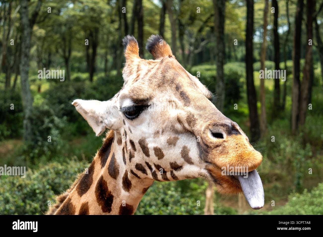 La giraffa di Rothschild si stende nella sua lunga lingua scura nel Parco Nazionale del Lago Nakuru Foto Stock