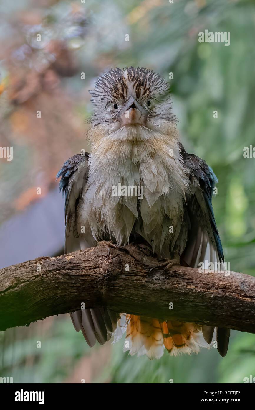 Giovane Kookaburra (Dacelo leachii) alato blu arroccato su un arto Foto Stock