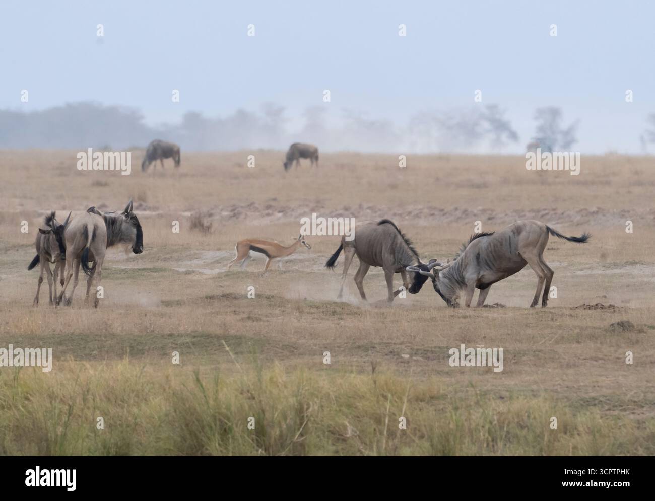 Giovani GNU blu (Connochaetes taurinus) che giocano a combattere nel Parco Nazionale di Amboseli, Kenya Foto Stock