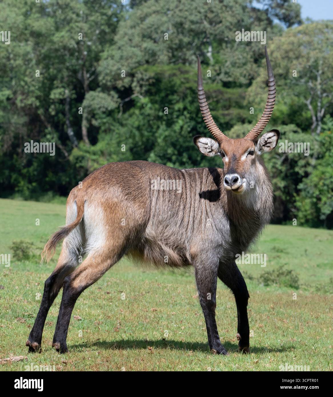 Maschio Waterbuck (Kobus ellipsiprymnus) in posa nel Parco Nazionale del Monte Elgon, Kenya Foto Stock