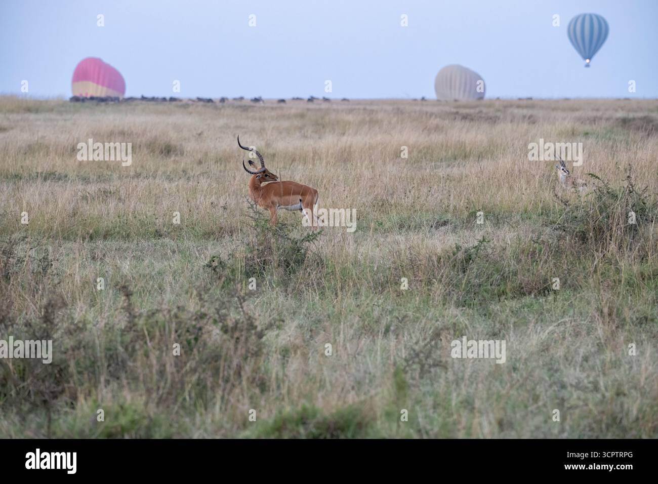 Impala (Aepyceros melampus) pascolando in savana con mongolfiere sullo sfondo, parco nazionale Maasai Mara Foto Stock