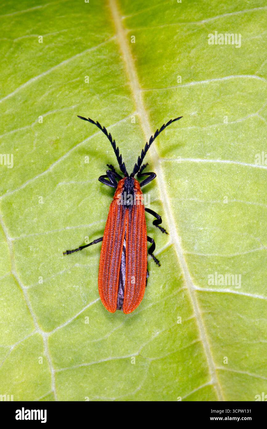 Red Shoulder Lycid Beetle, Trichalus ampliatus. Precedentemente descritto come Metriorrhynchus ampliatus. Coffs Harbour, NSW, Australia Foto Stock