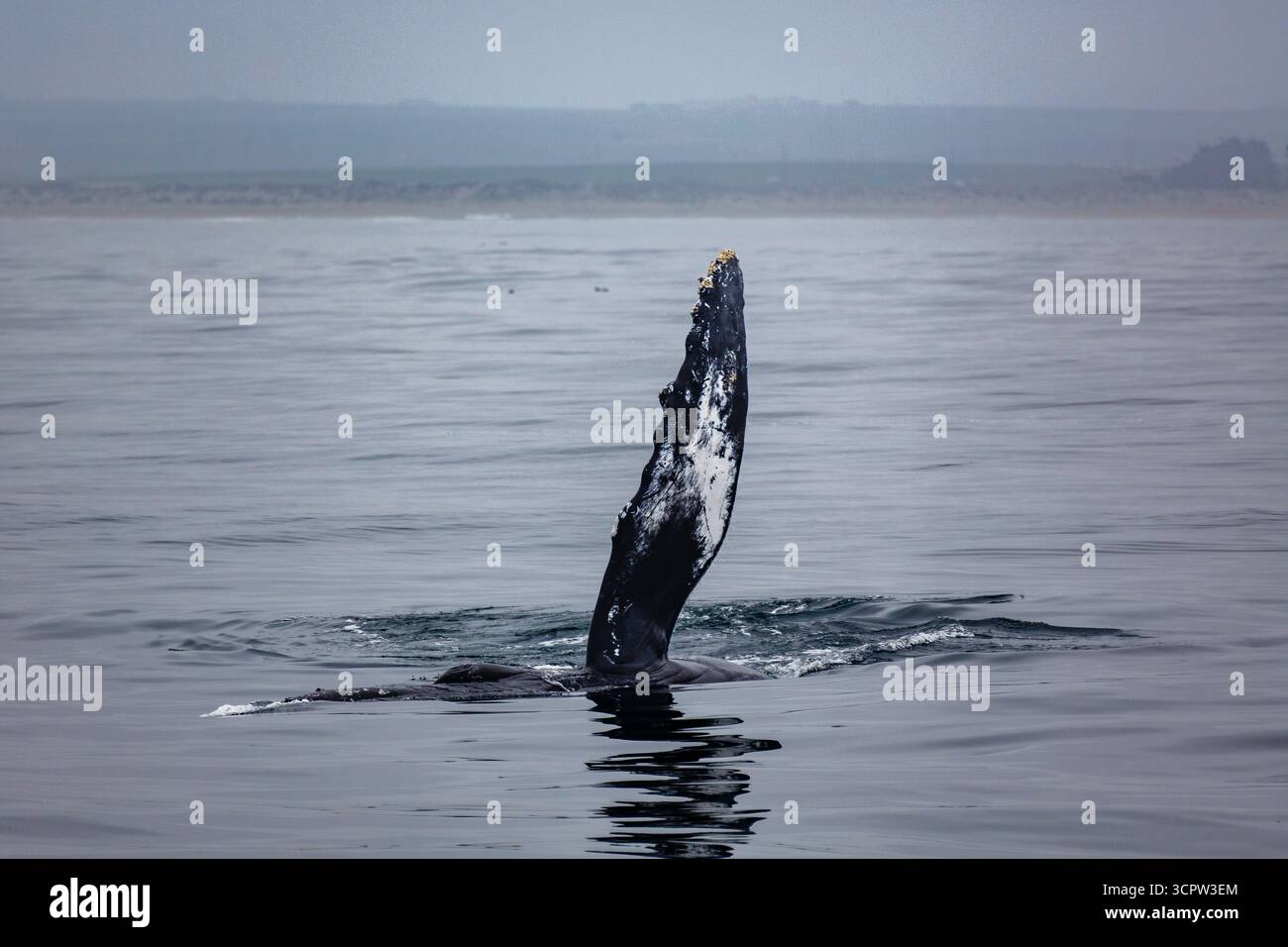 Una megattera solleva la sua pinna pettorale ricoperta di barnacle dall'acqua, forse come forma di comunicazione o termoregolazione. Foto Stock