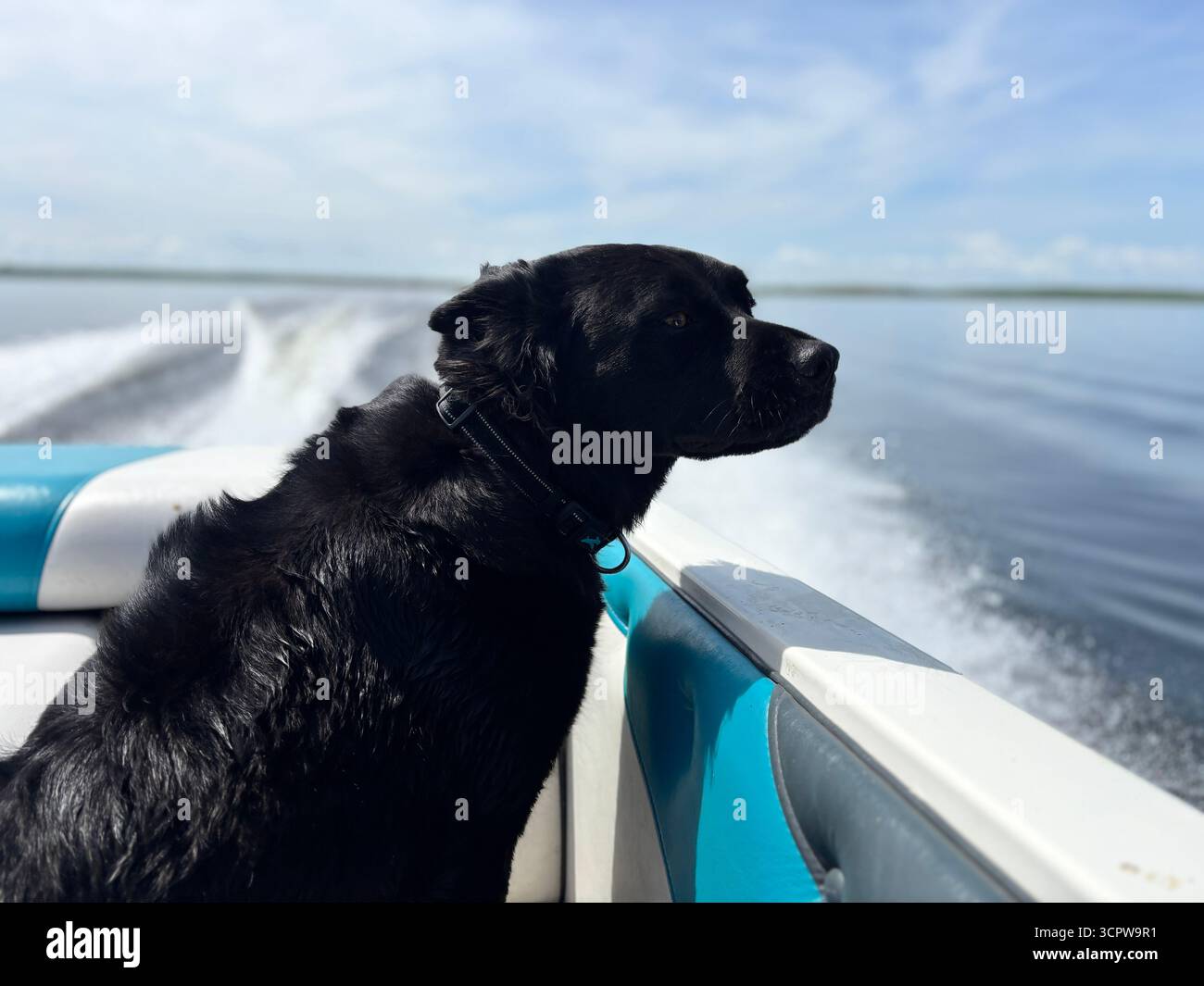 "Un cane nero con pelliccia spazzata dal vento si gode un giro in barca ad alta velocità in una giornata soleggiata, con cielo azzurro, guardando con attenzione l'acqua aperta." - Immagine stock catturata con smartphone