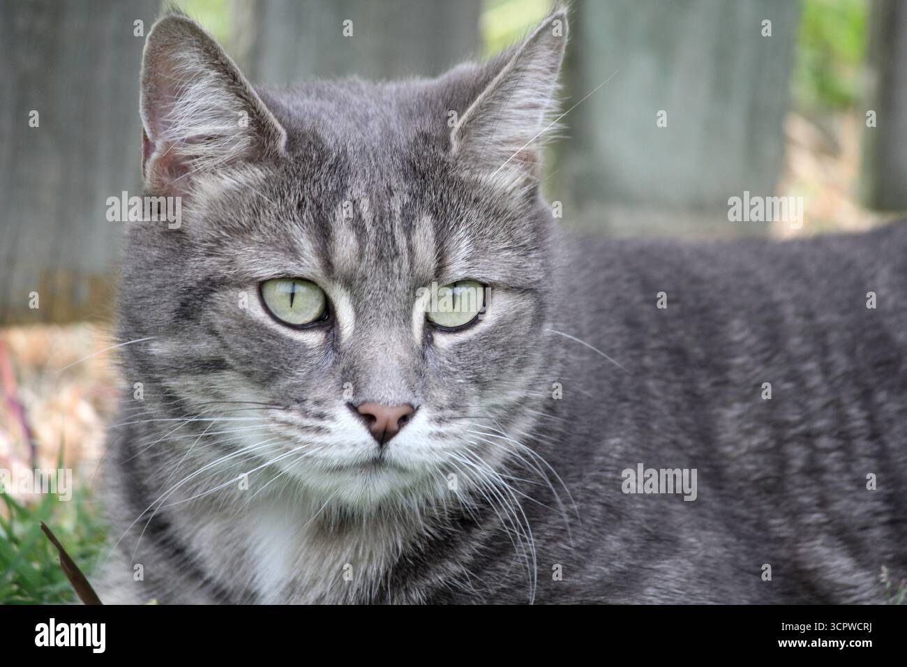 Primo piano di un gatto da tabby grigio carino e adorabile Foto Stock