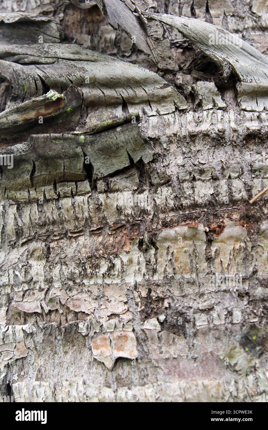 Sfondo astratto testurizzato di un tronco di palma grigio Foto Stock
