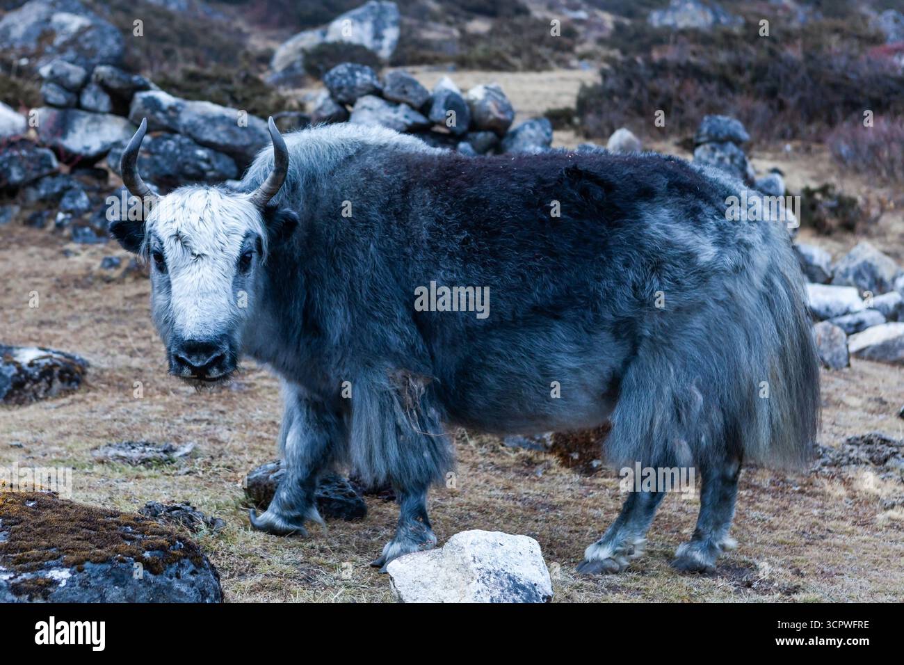 Yak himalayano di colore grigio al pascolo in Nepal in una giornata nuvolosa. Foto Stock