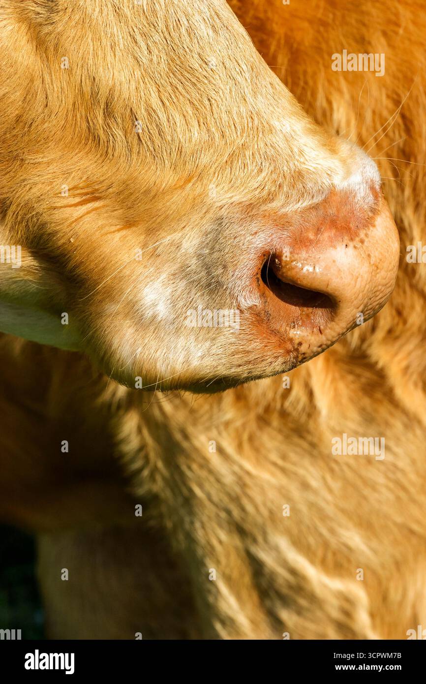 Primo piano di una museruola di mucca Foto Stock