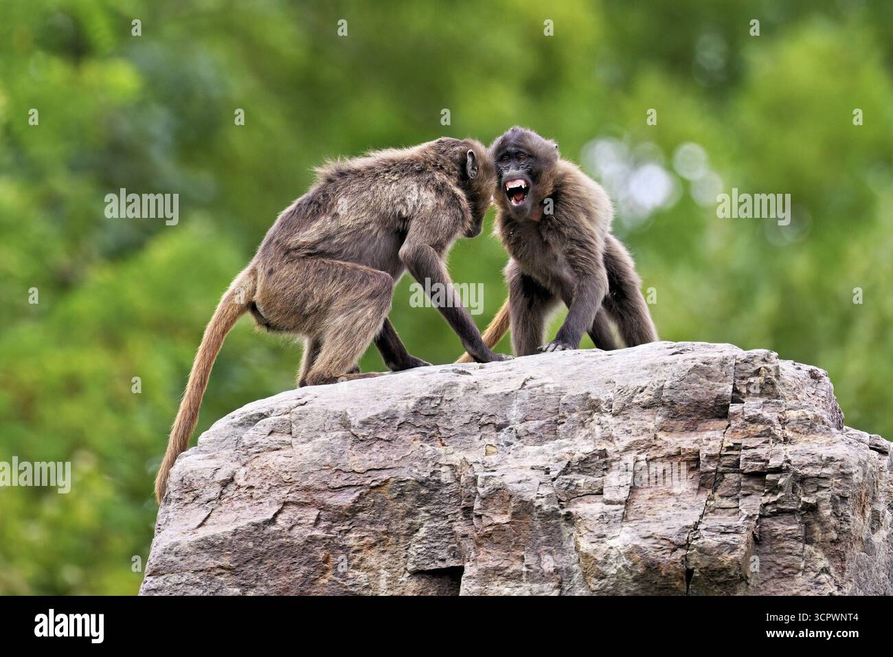 Due djeladas o babbuini dal petto di sangue (Theropithecus gelada), in una giocosa lotta sulla roccia, prigioniera, Svizzera Foto Stock