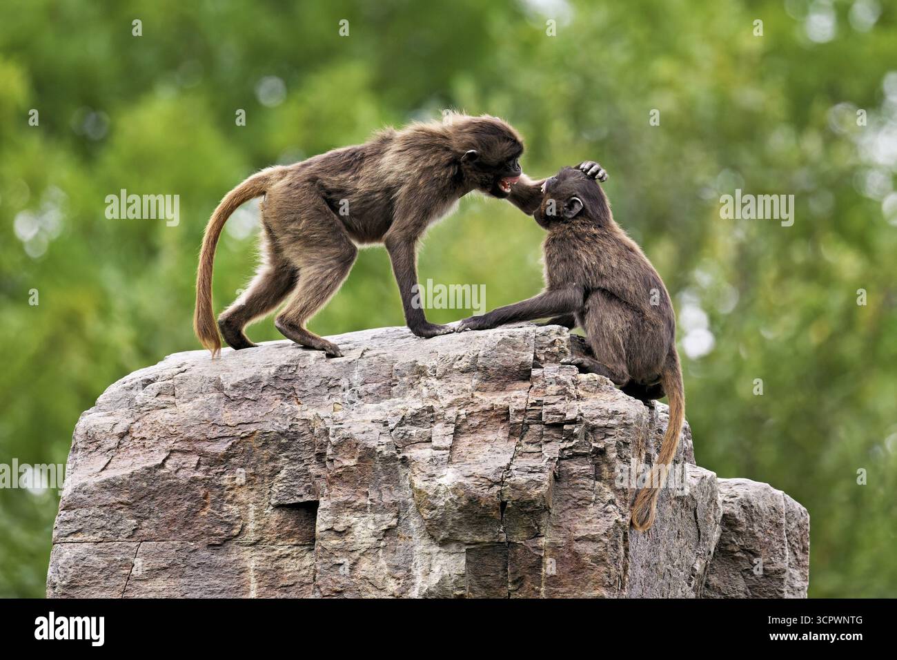 Due djeladas o babbuini dal petto di sangue (Theropithecus gelada), in una giocosa lotta sulla roccia, prigioniera, Svizzera Foto Stock