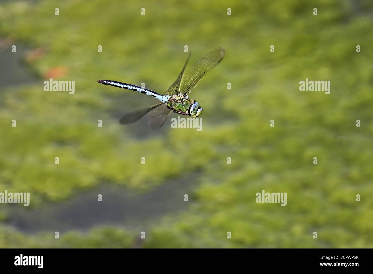 Dragonfly imperatore (Anax imperator), in volo, Svizzeraq Foto Stock