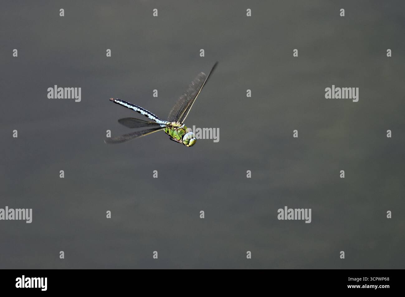 Grande dragonfly re (Anax imperator), in volo, Svizzera Foto Stock