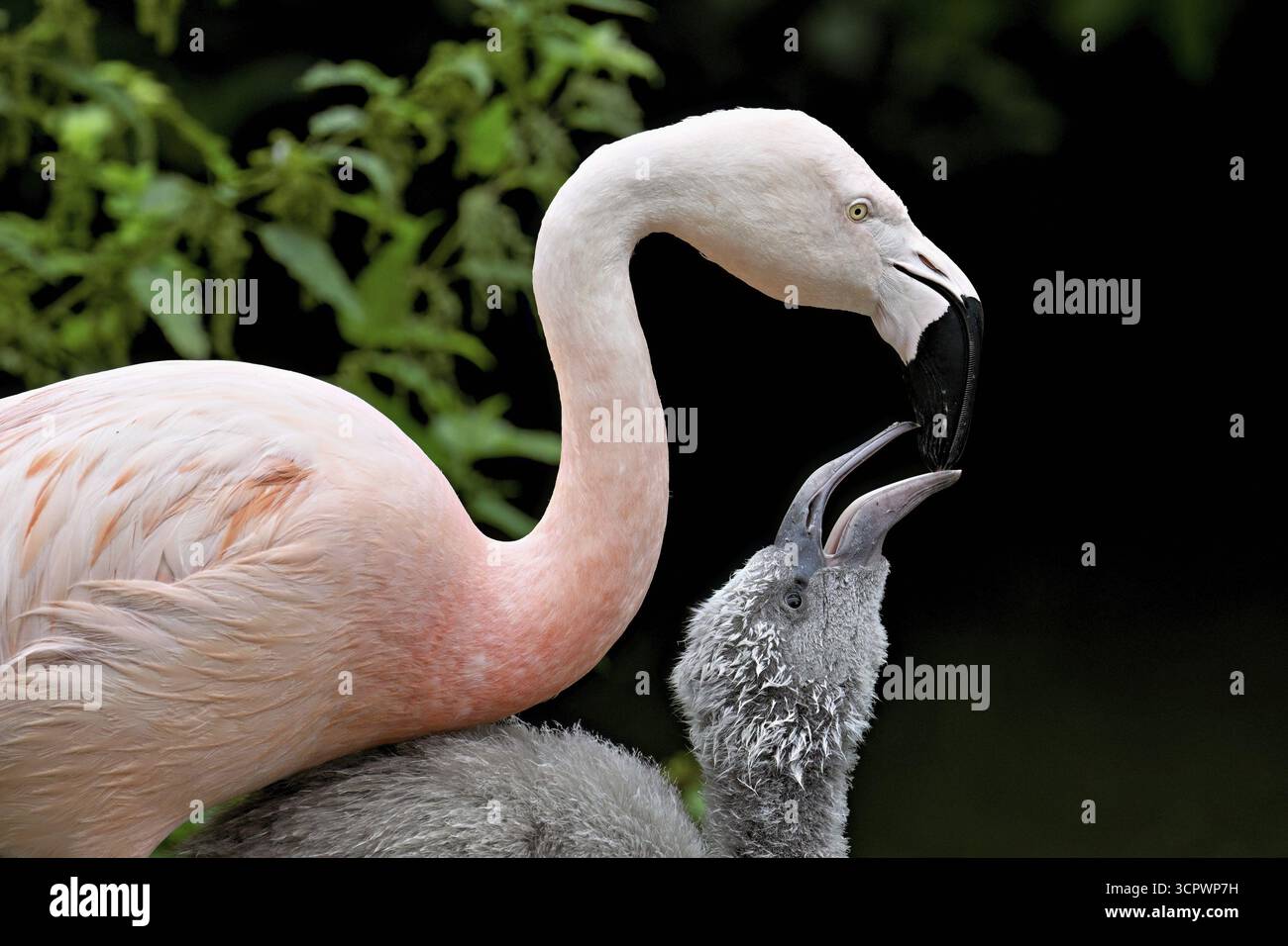 Fenicotteri cileni (Phoenicopterus chilensis), giovani, prigionieri, Svizzera Foto Stock