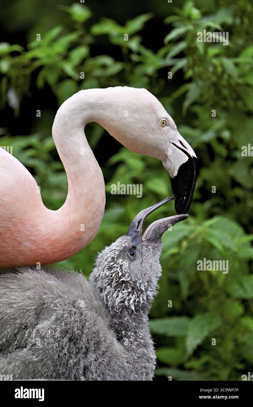 Fenicotteri cileni (Phoenicopterus chilensis), giovani, prigionieri, Svizzera Foto Stock