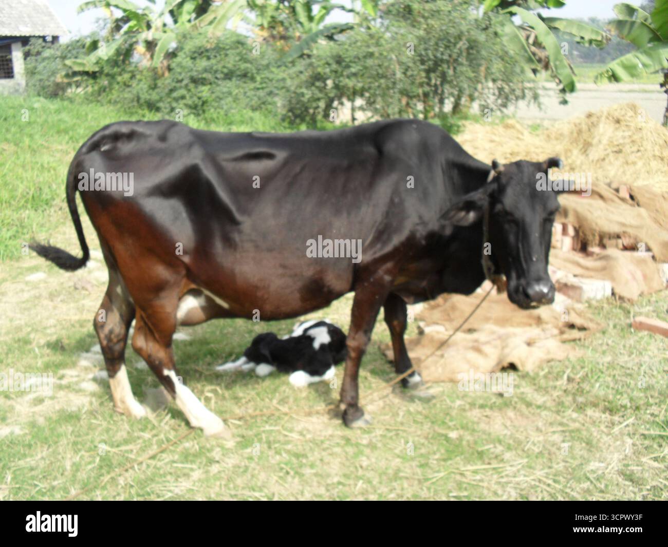 Black Cow – Fotografia degli animali della fattoria Foto Stock