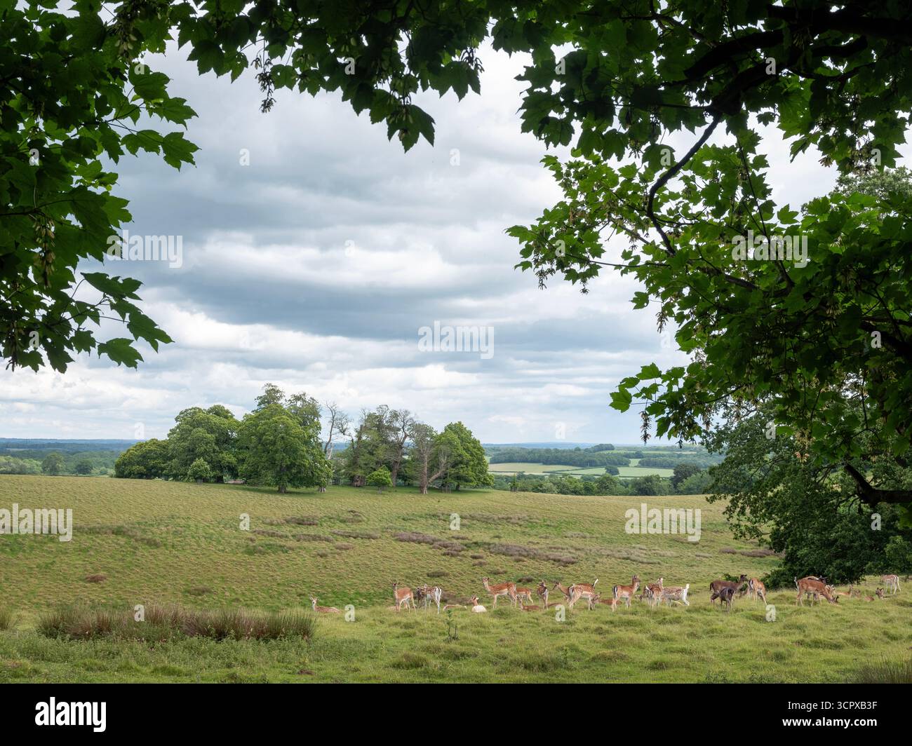 grande mandria di cervi a riposo nel bellissimo parco verde di petworth nel sussex occidentale Foto Stock