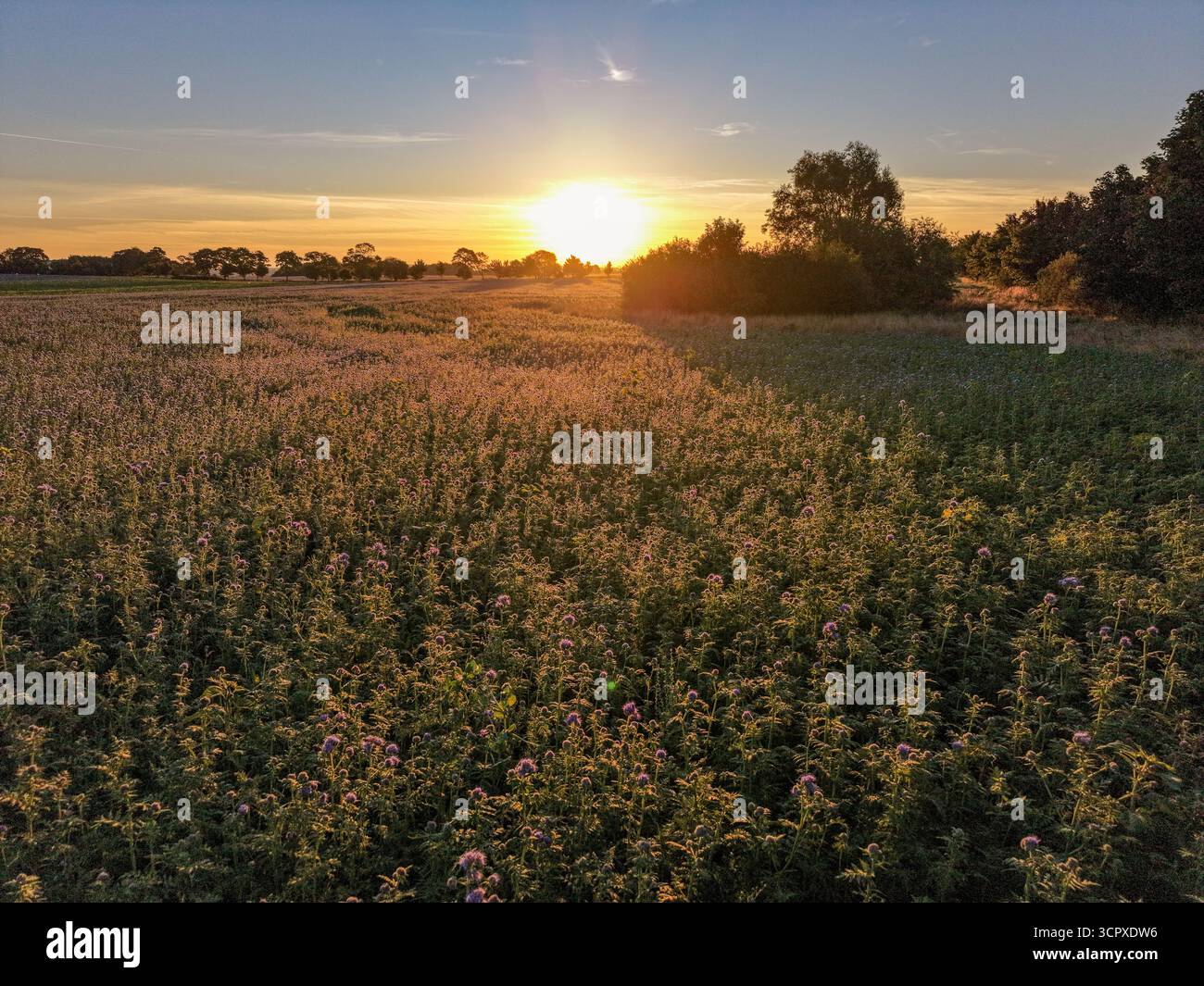 il tranquillo prato pieno di fiori selvatici è bagnato dalla luce dorata del sole mentre il sole tramonta dietro una fila di alberi, gettando lunghe ombre e creando un ambiente tranquillo Foto Stock