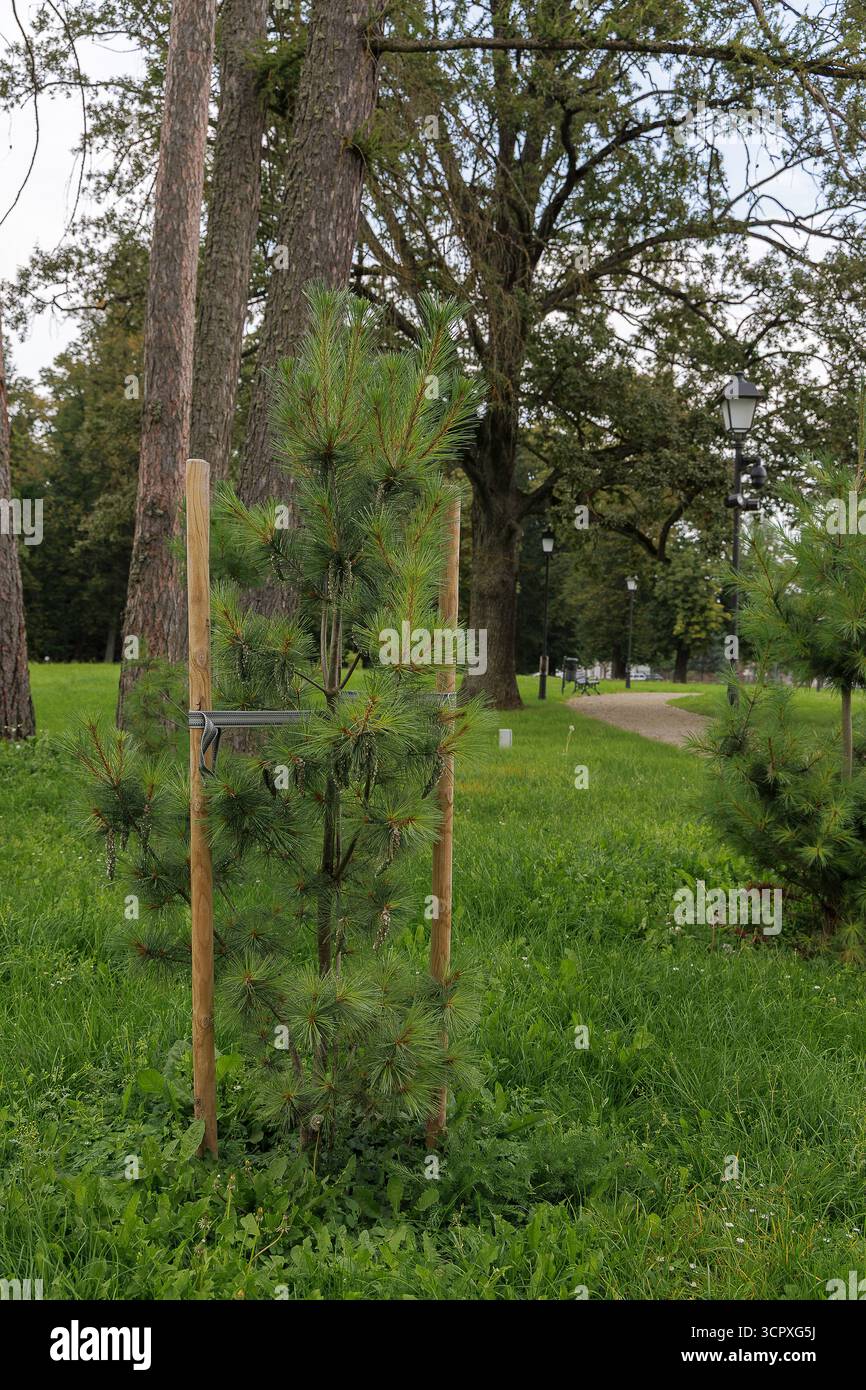 Un piccolo albero di pino o conifere appena piantato, sostenuto da picchetti di legno, nell'area erbosa di un parco o di un giardino. Foto Stock