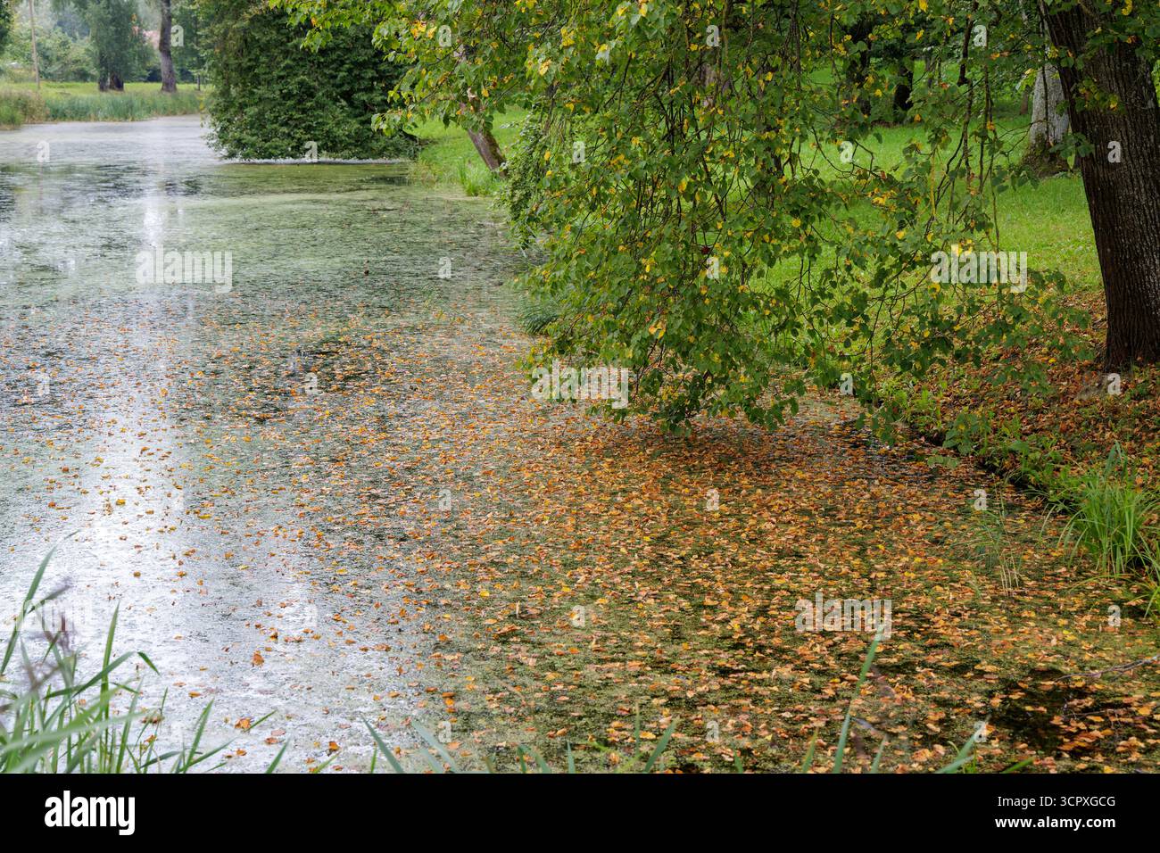 La superficie di un corpo d'acqua calmo, in gran parte oscurato dalle alghe e da una fitta coperta di foglie gialle e marroni, sotto i rami d'albero appesi. Foto Stock