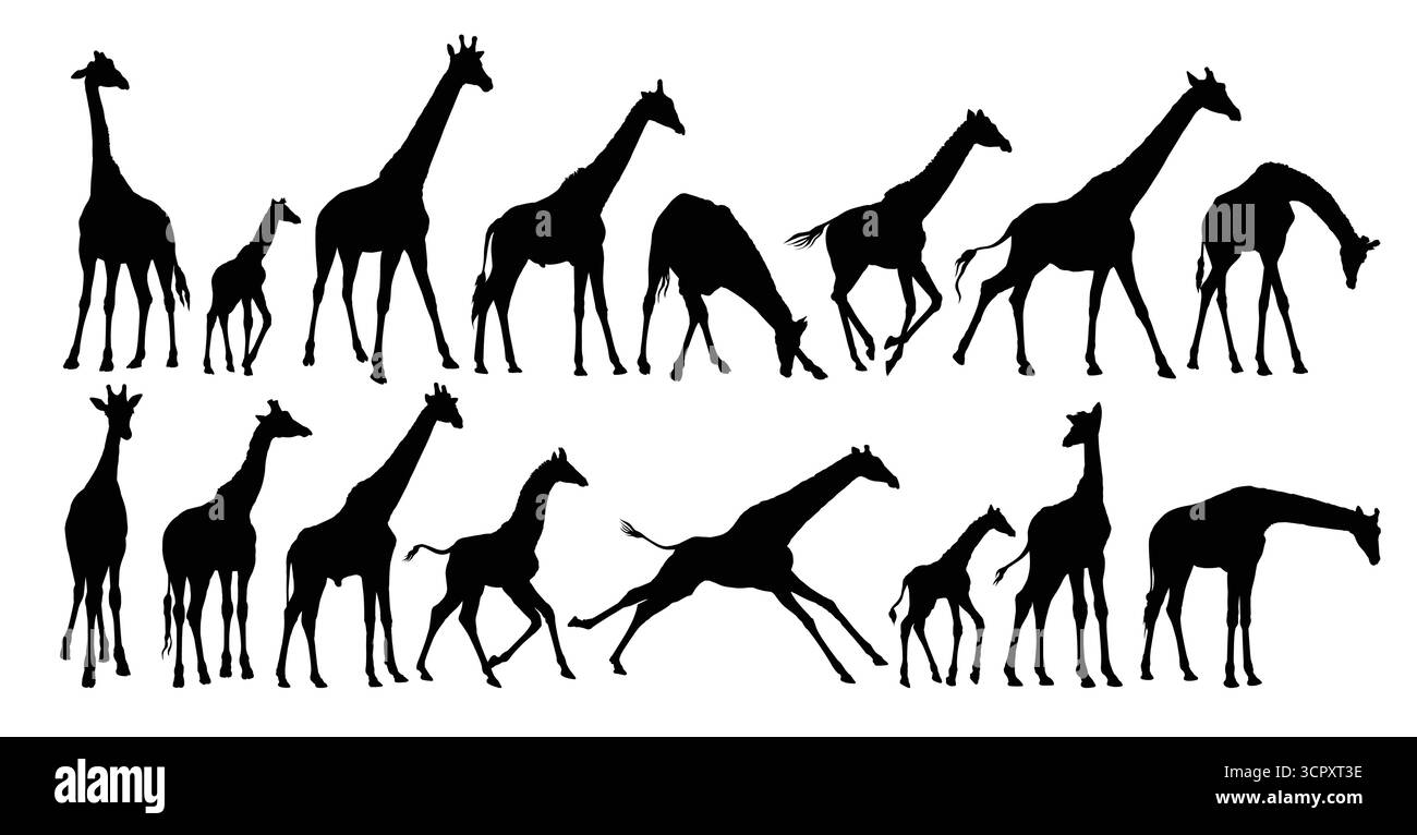Grandi silhouette di giraffe selvatiche. Illustrazione Vettoriale