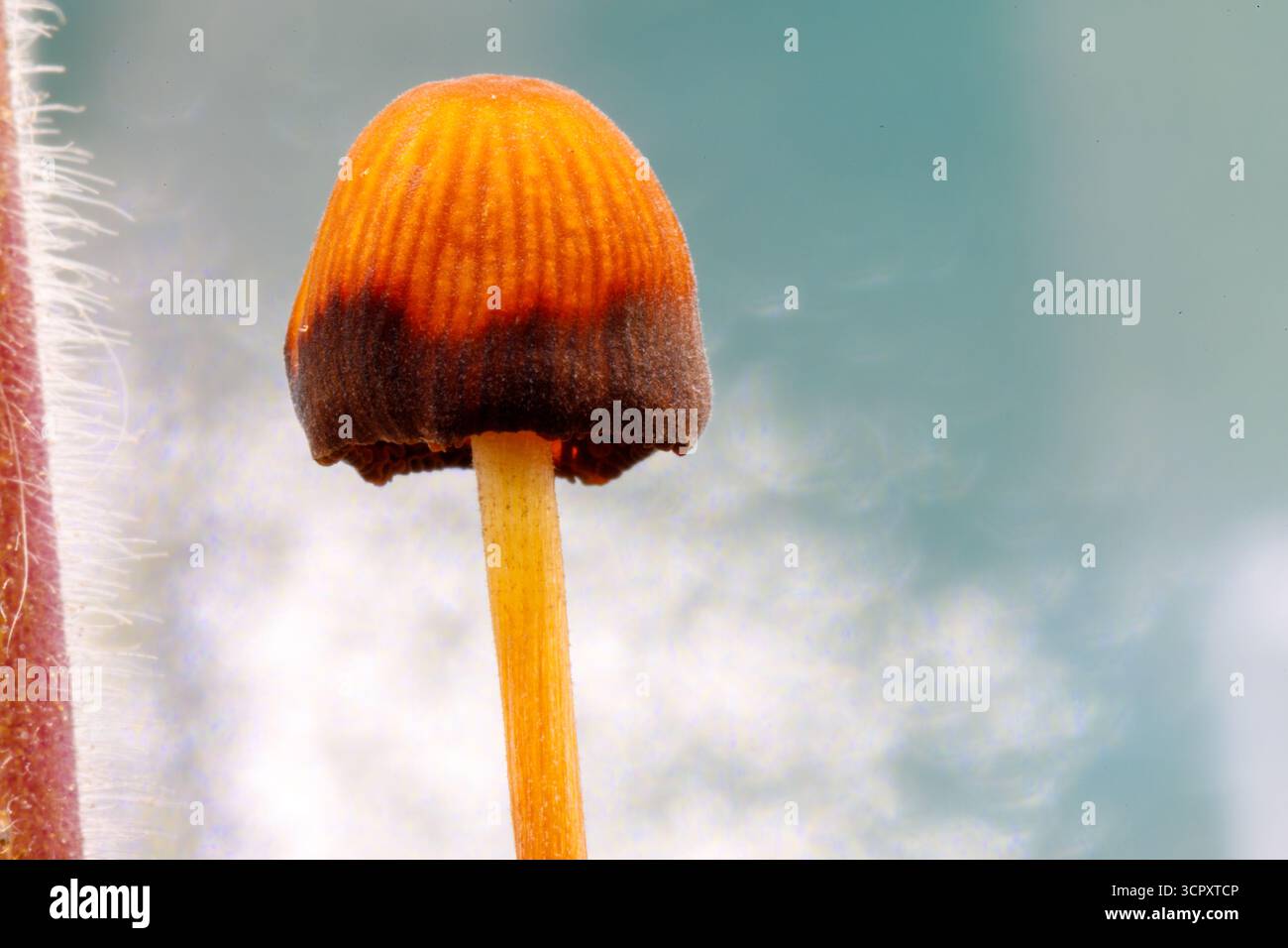 Una foto macro di un piccolo fungo con un cappuccio arancione e un bordo marrone scuro, che cresce da uno stelo accanto a uno stelo peloso rosa rossastro. Lo sfondo è A. Foto Stock