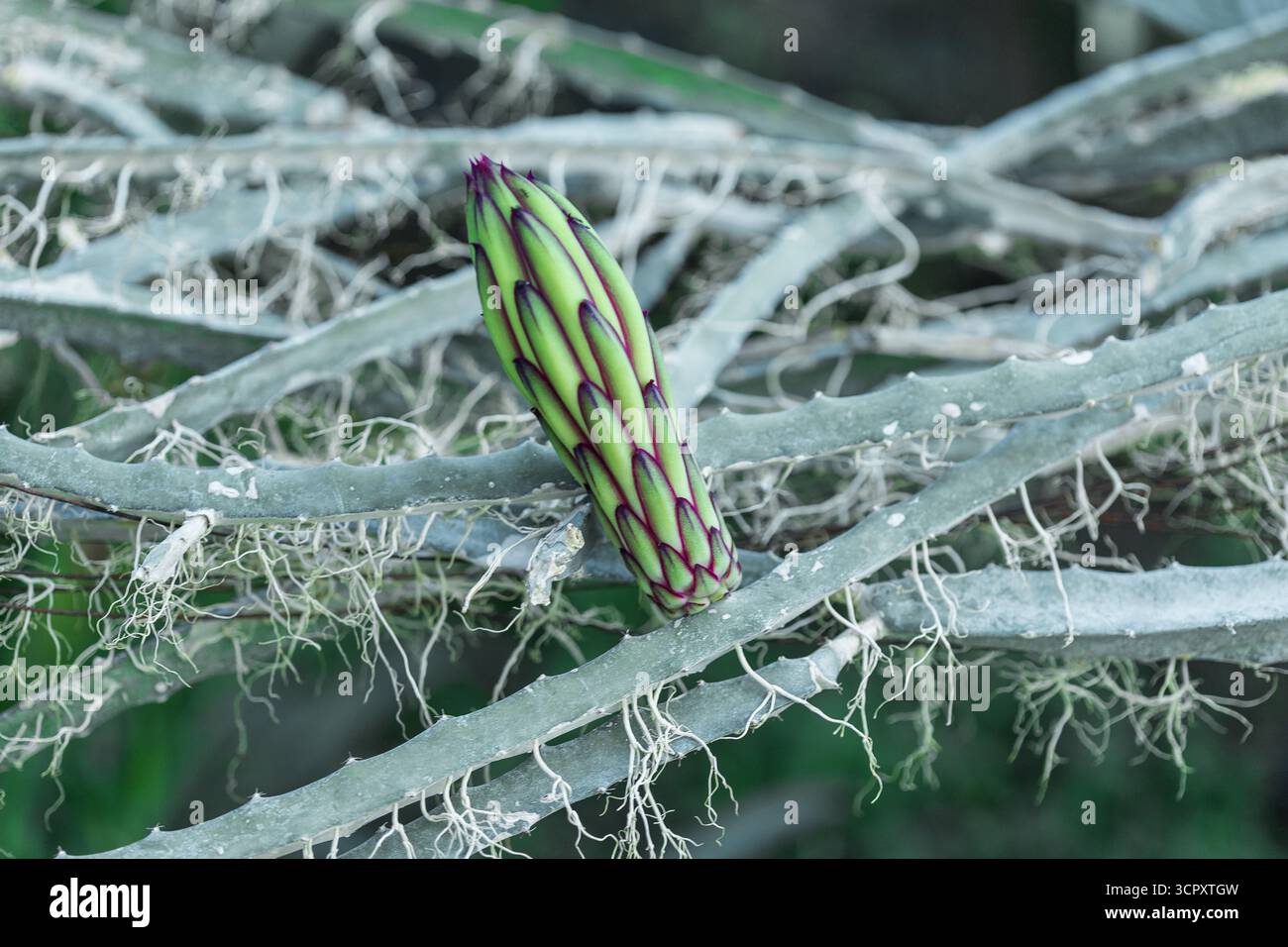 Un bocciolo di frutta di drago, verde con venature viola, siede su un gambo simile a un cactus con radici penzolanti. Lo sfondo è di colore verde sfocato. Foto Stock