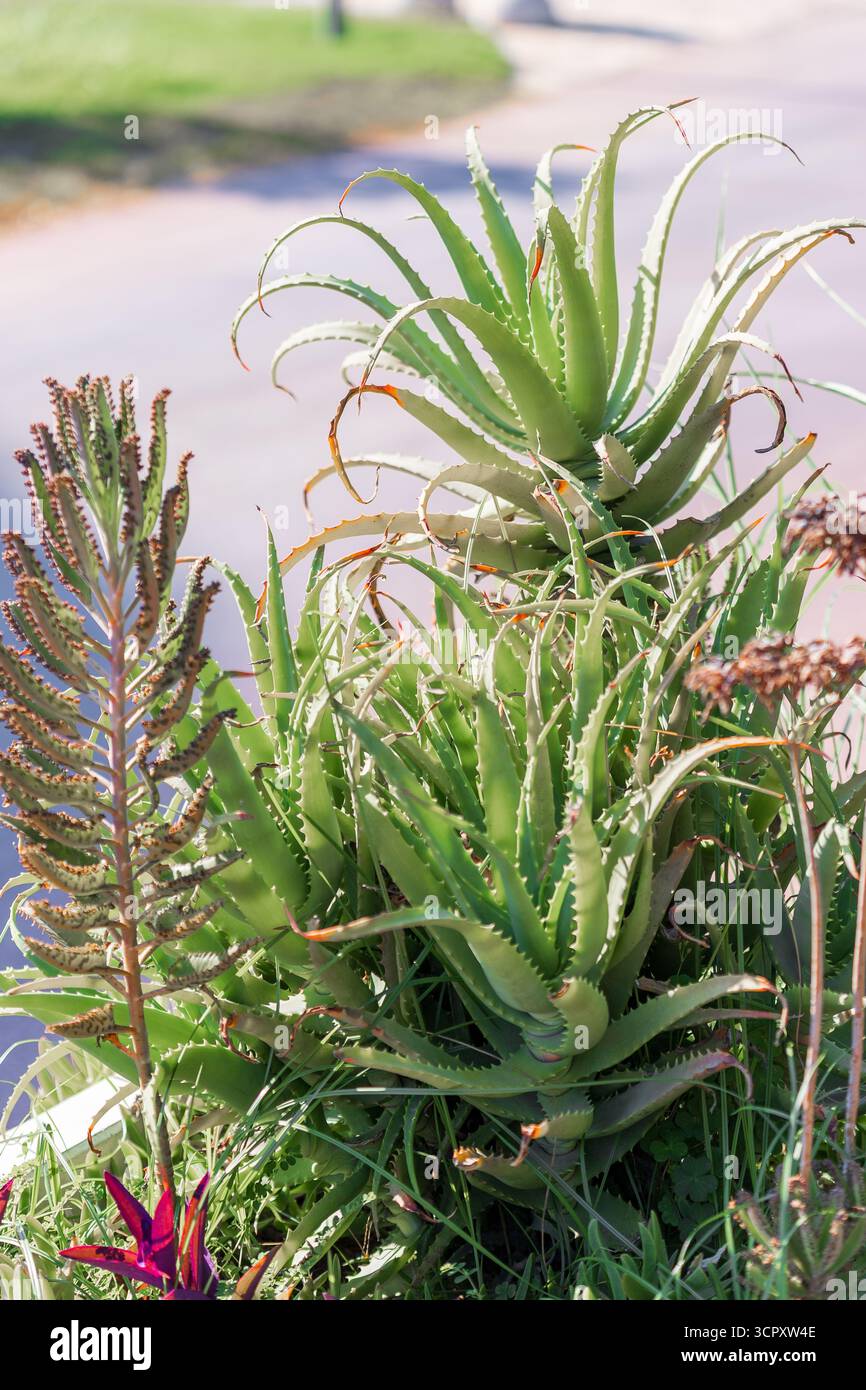 Un gruppo di piante succulente, caratterizzato da una vivace aloe vera verde e da un'alta pianta segmentata, con un tocco di fogliame viola sul fondo. Foto Stock