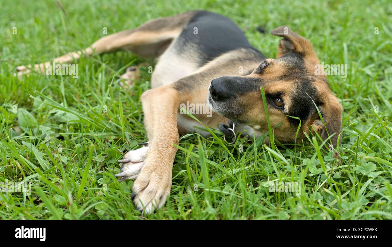 Cane steso sul suo fianco nell'erba Foto Stock