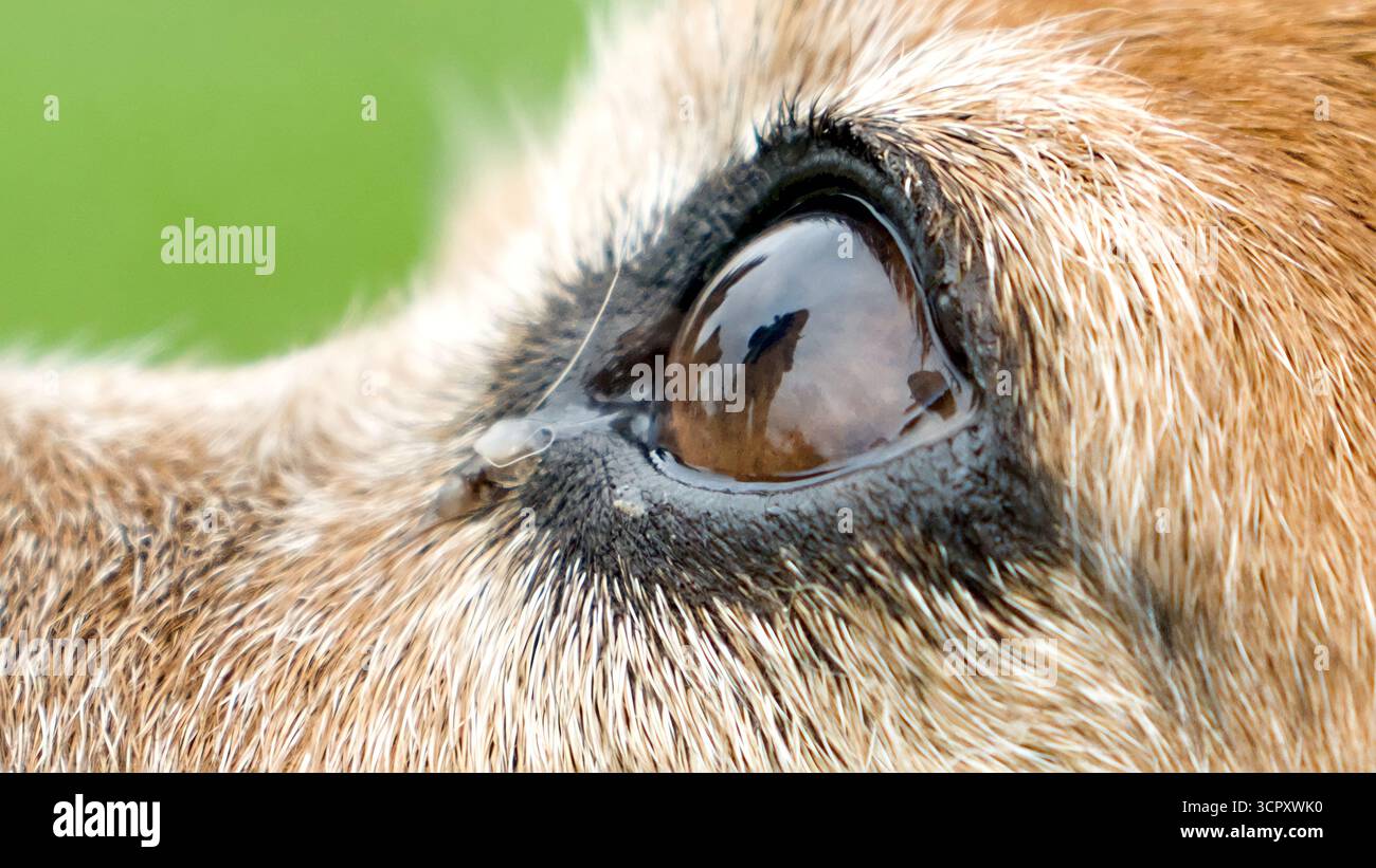Primo piano dell'occhio sinistro di un cane piccolo Foto Stock