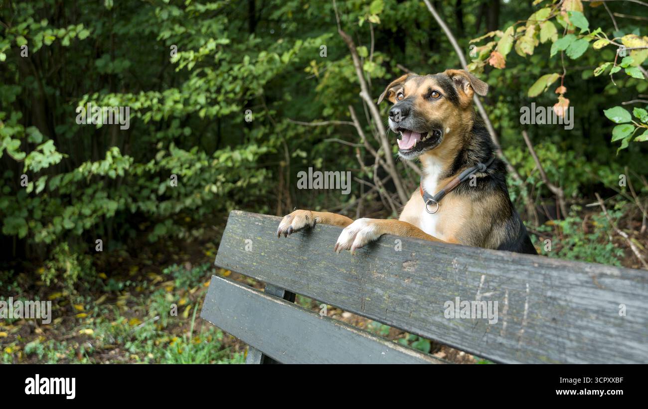 Cane in piedi dietro una panchina con zampe sullo schienale Foto Stock