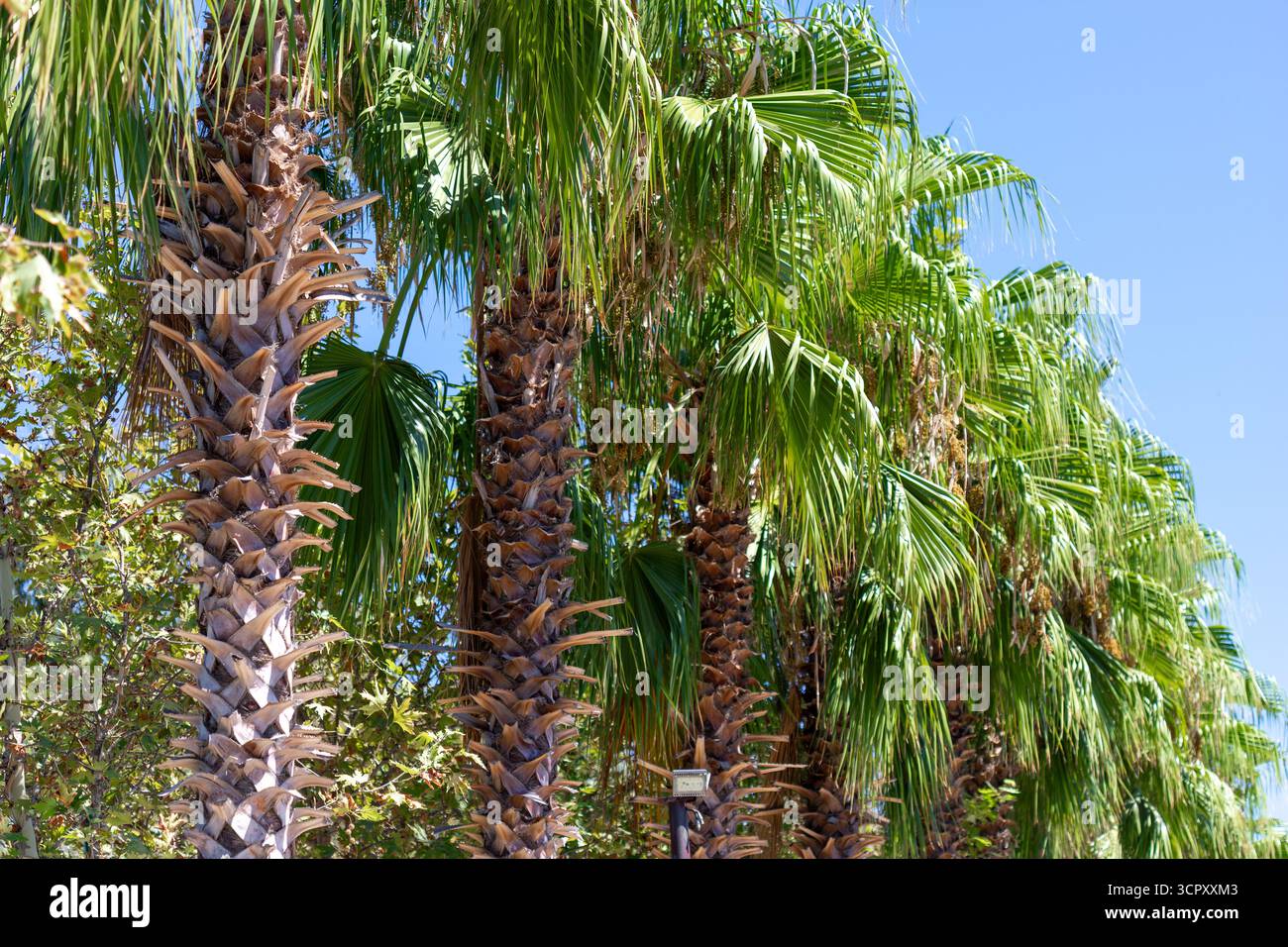 Una fila di palme è vista da un'angolazione bassa, contro un cielo azzurro. I tronchi ad albero visualizzano trame e colori. Foto Stock