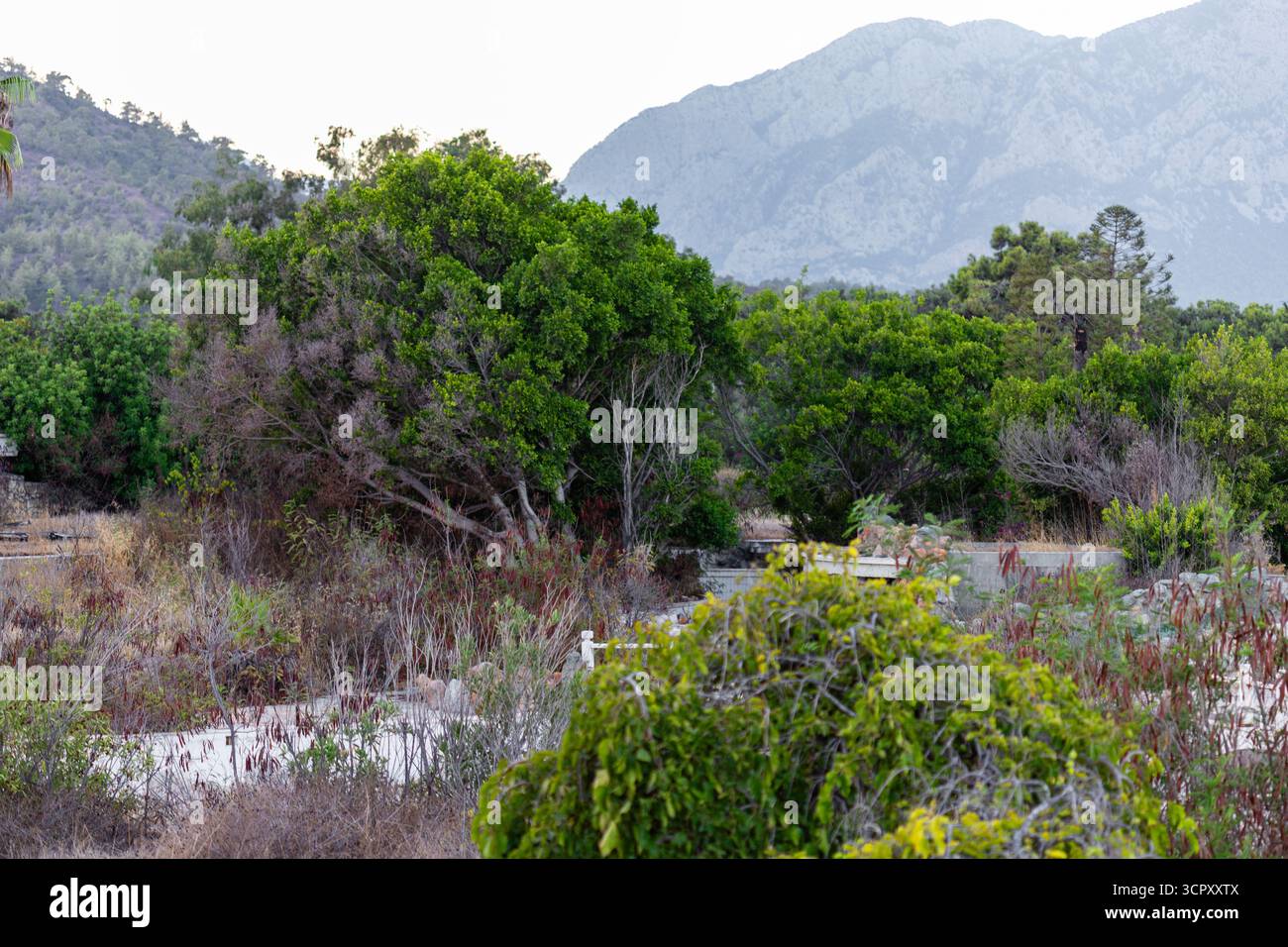 Un paesaggio caratterizzato da lussureggianti alberi verdi e arbusti in primo piano, una struttura in cemento, con una catena montuosa sullo sfondo. Foto Stock