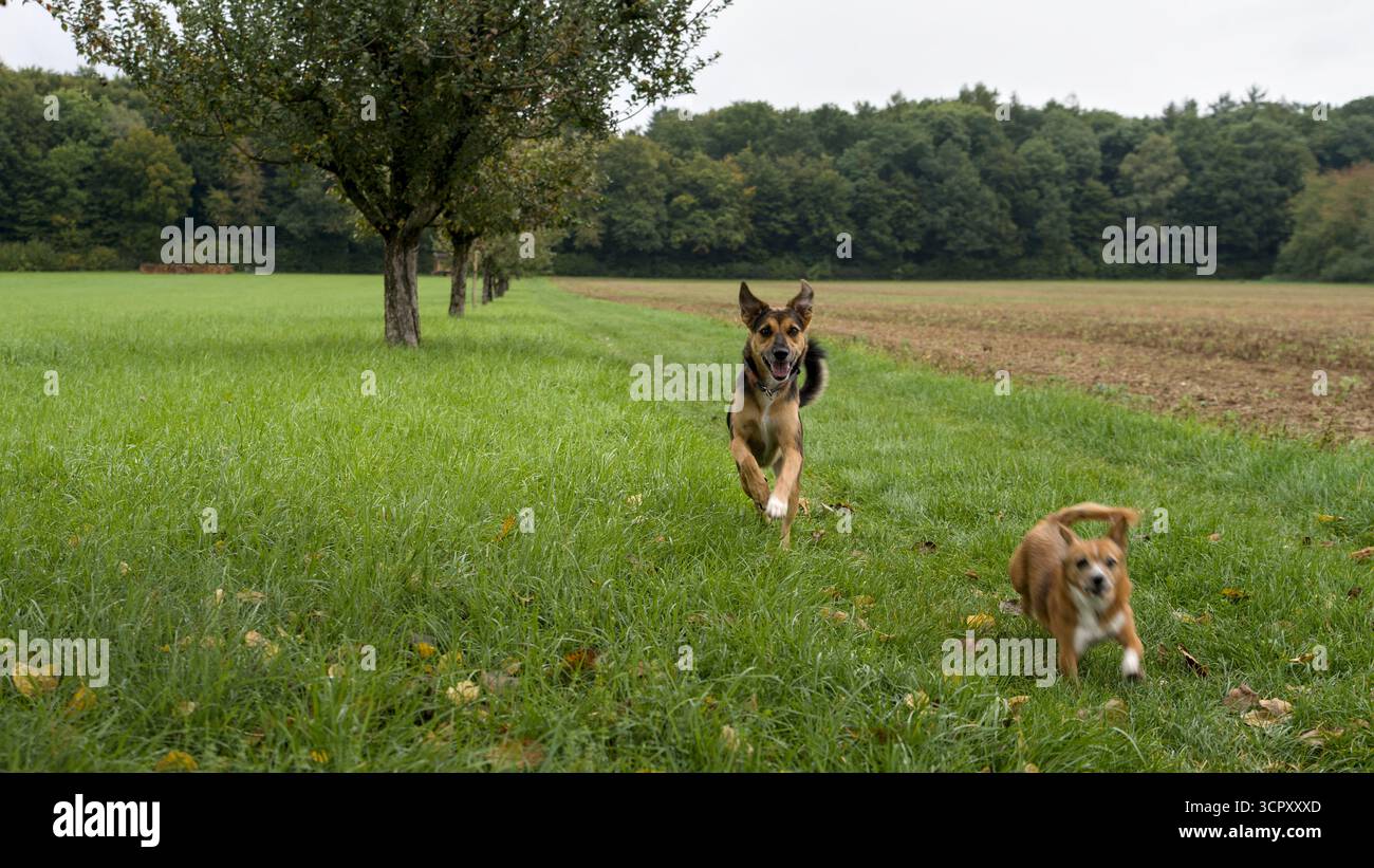 Piccolo e grande cane che corre verso lo spettatore su un sentiero erboso accanto a una fila di alberi da frutto Foto Stock