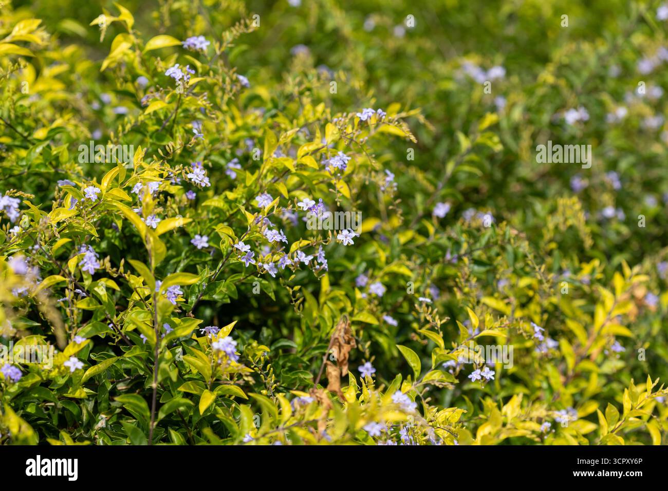 Primo piano di un cespuglio di rugiada dorato con piccoli fiori viola chiari sparsi tra foglie verdi e gialle luminose. Foto Stock