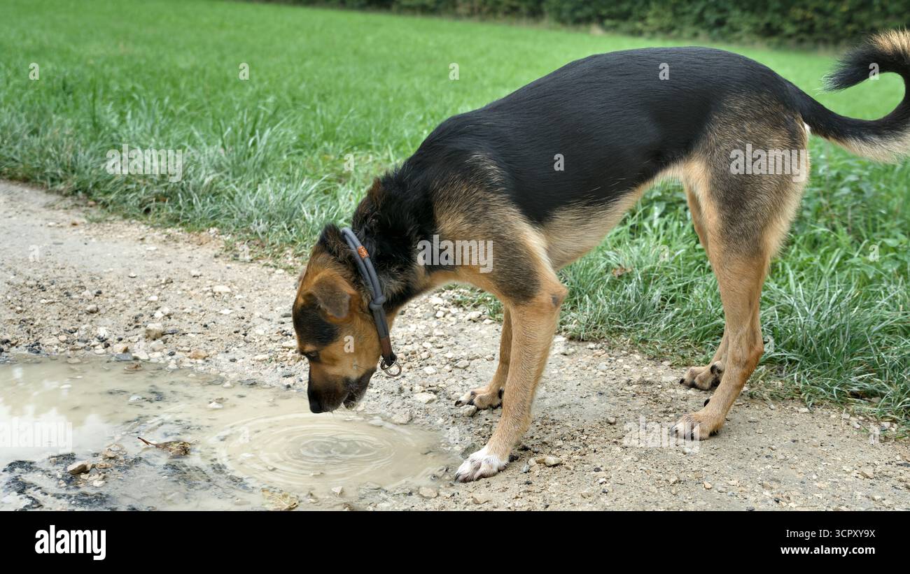 Cane che beve da una pozzanghera Foto Stock