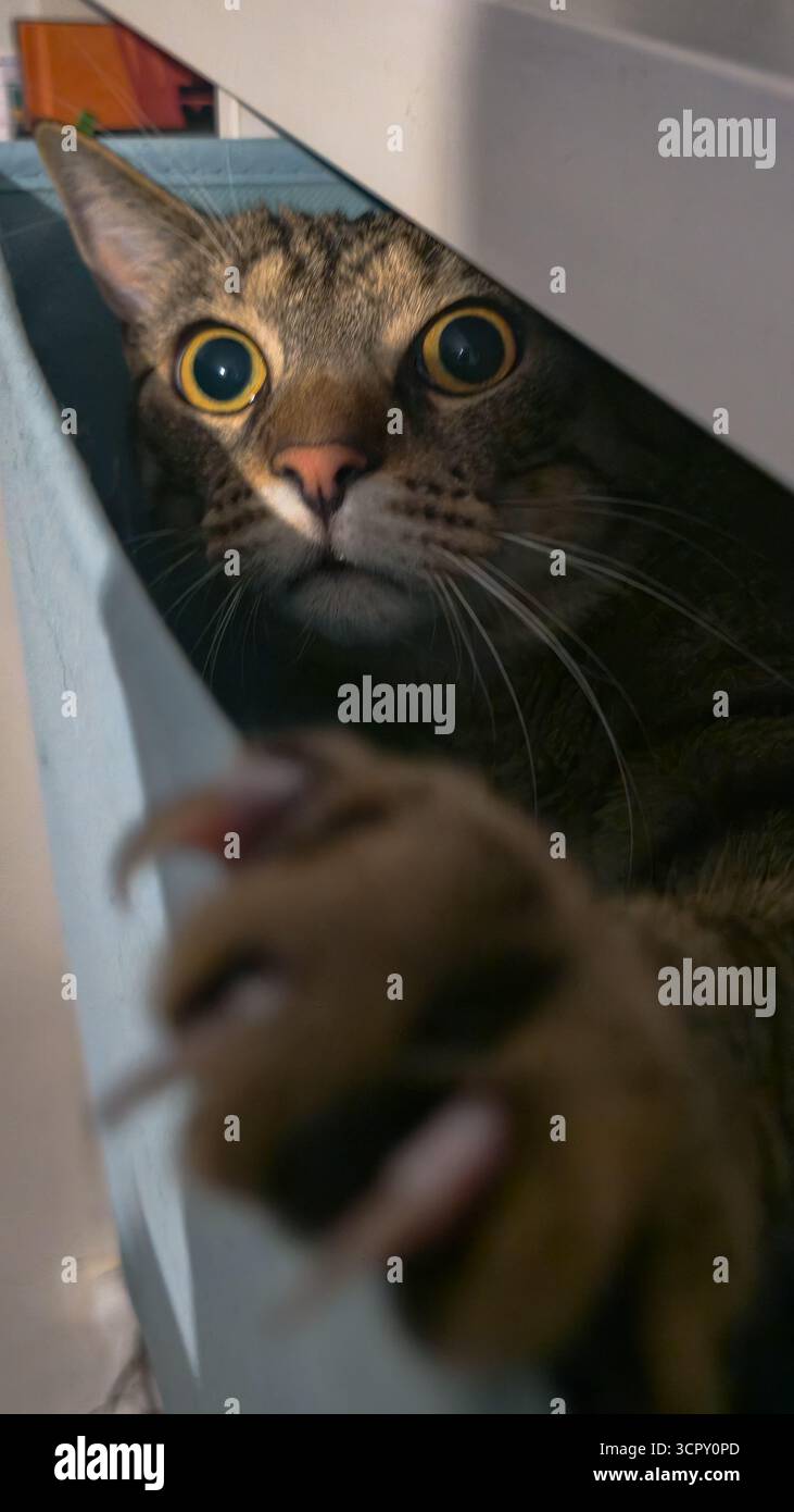 Un gatto da tabby con occhi vigili si avvicina da uno spazio ristretto, estendendo la zampa verso la telecamera. Un'illuminazione spettacolare mette in risalto la sua intensa espressione. Foto Stock Un gatto da tabby con occhi vigili si avvicina da uno spazio ristretto, estendendo la zampa verso la telecamera. Un'illuminazione spettacolare mette in risalto la sua intensa espressione. Foto Stock