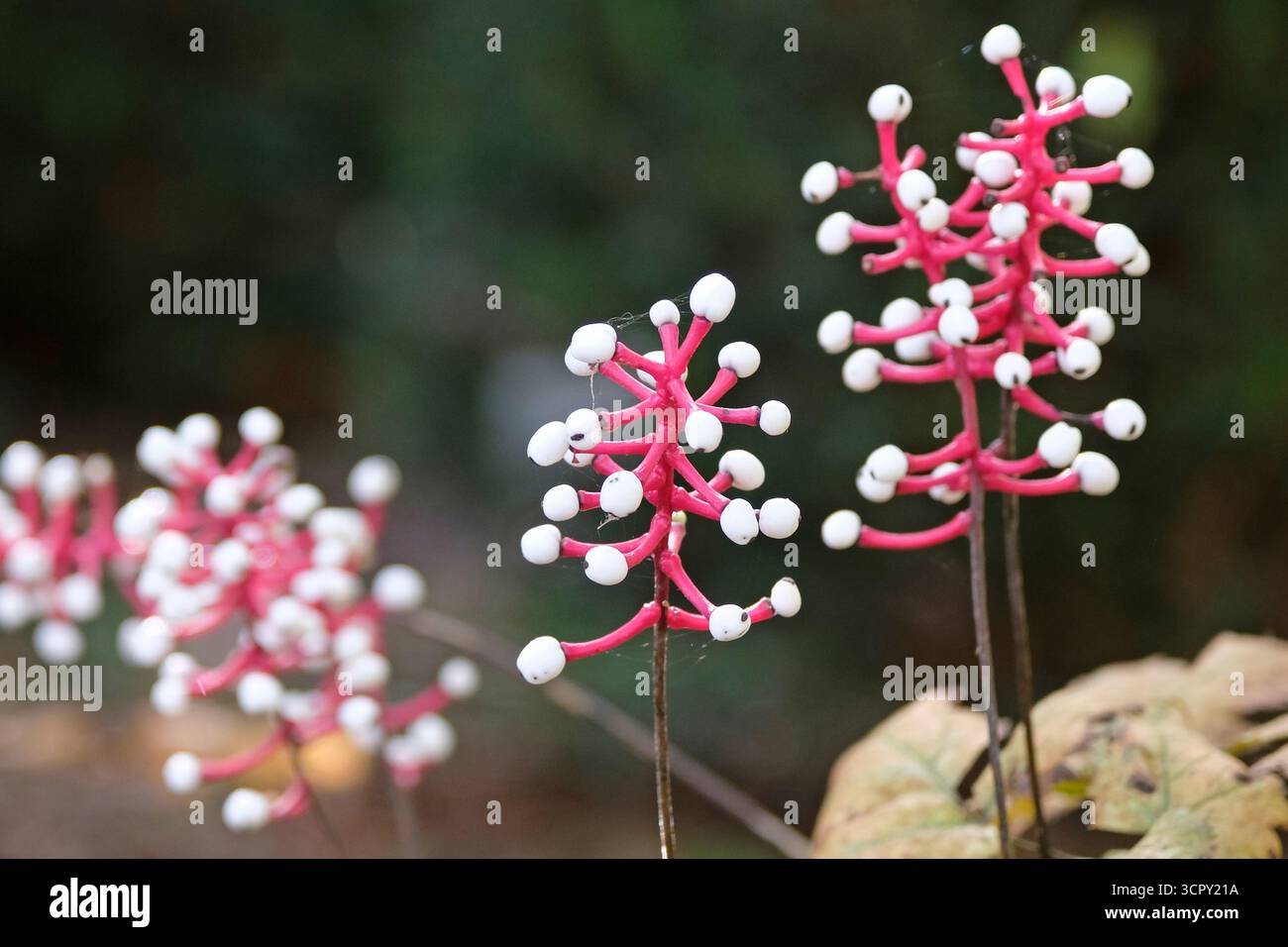 Le bacche bianche su gambi rossi di Actaea pachypoda, «Misty Blue» di bacche. Foto Stock