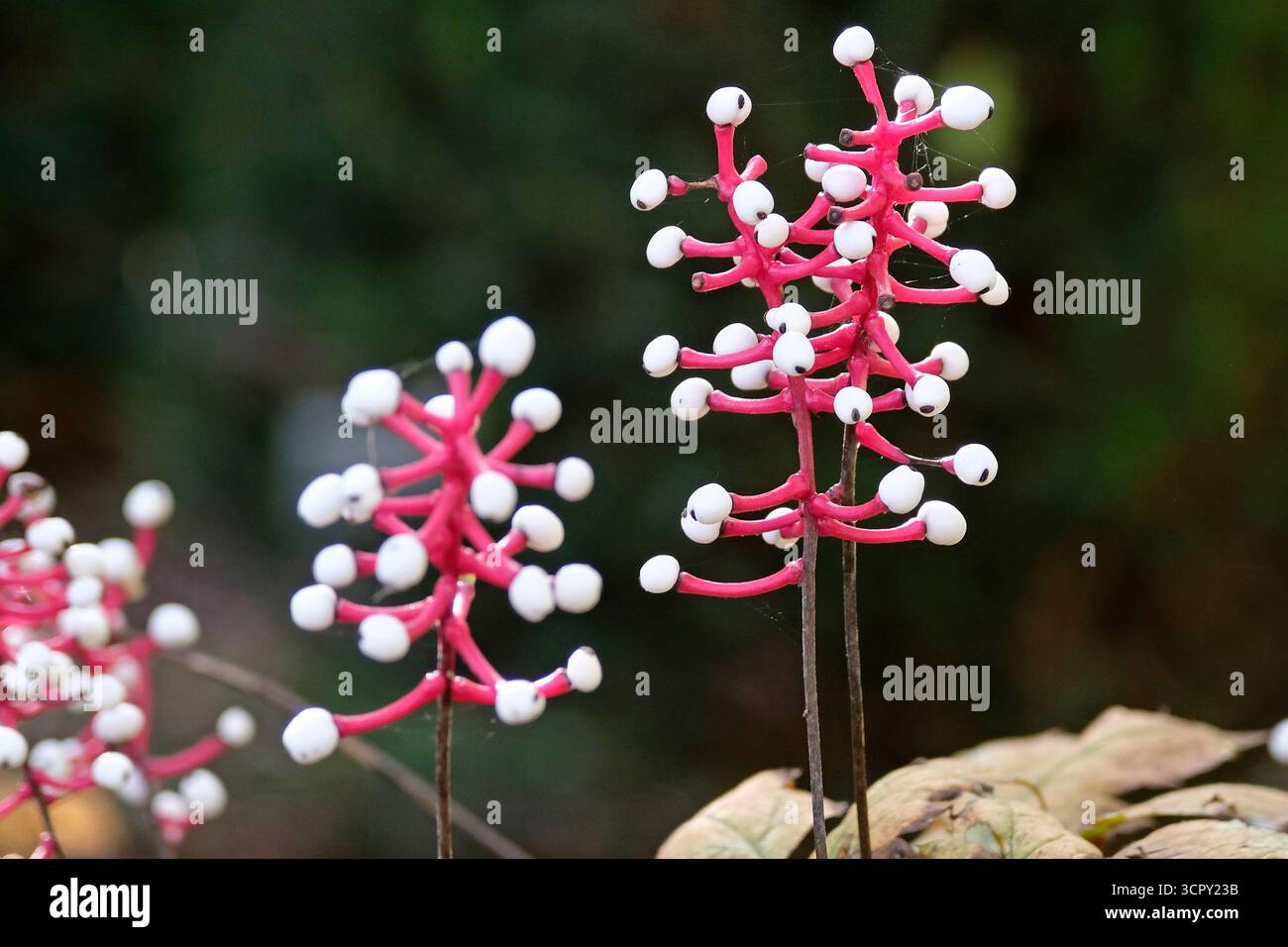 Le bacche bianche su gambi rossi di Actaea pachypoda, «Misty Blue» di bacche. Foto Stock