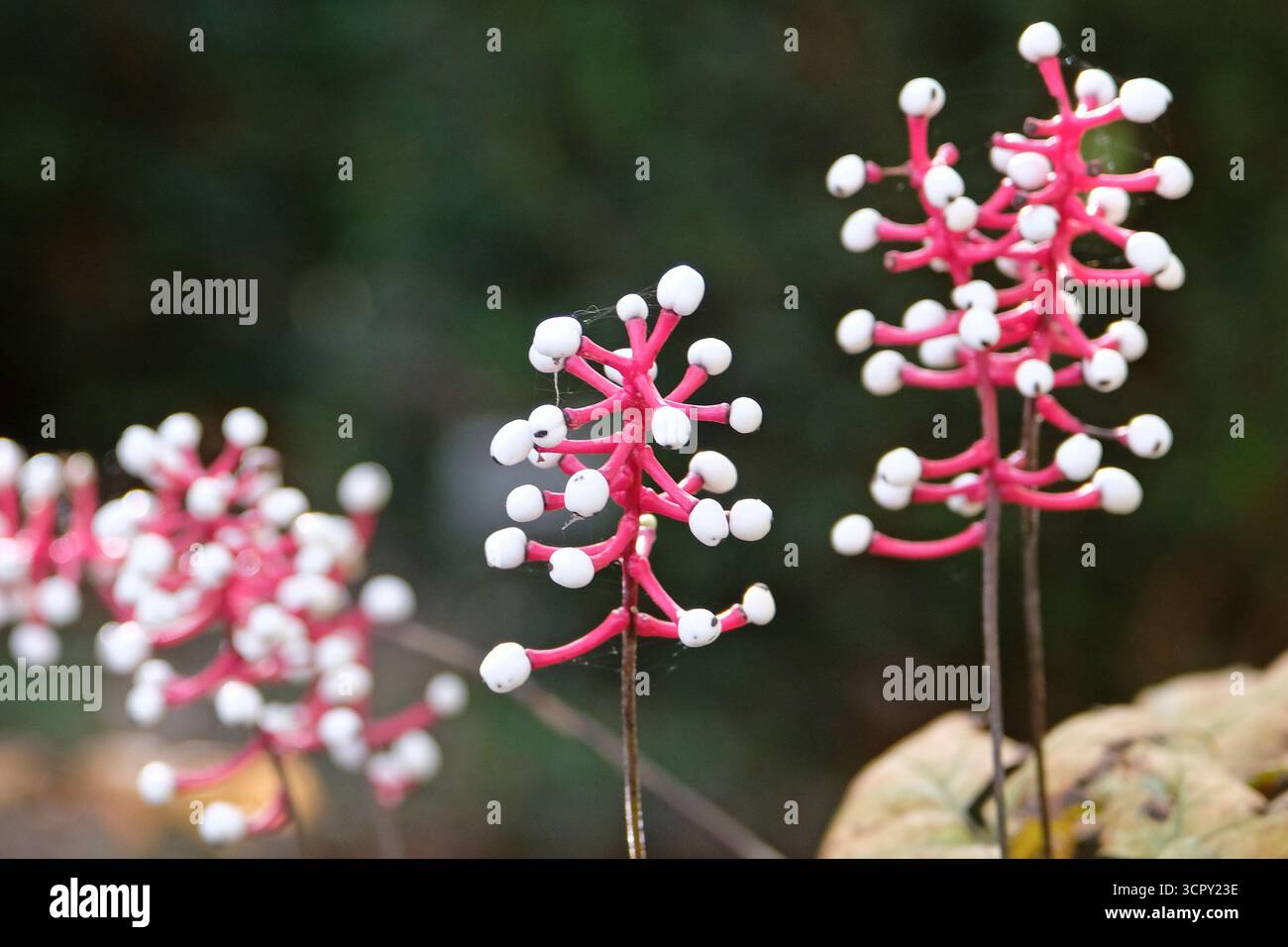 Le bacche bianche su gambi rossi di Actaea pachypoda, «Misty Blue» di bacche. Foto Stock