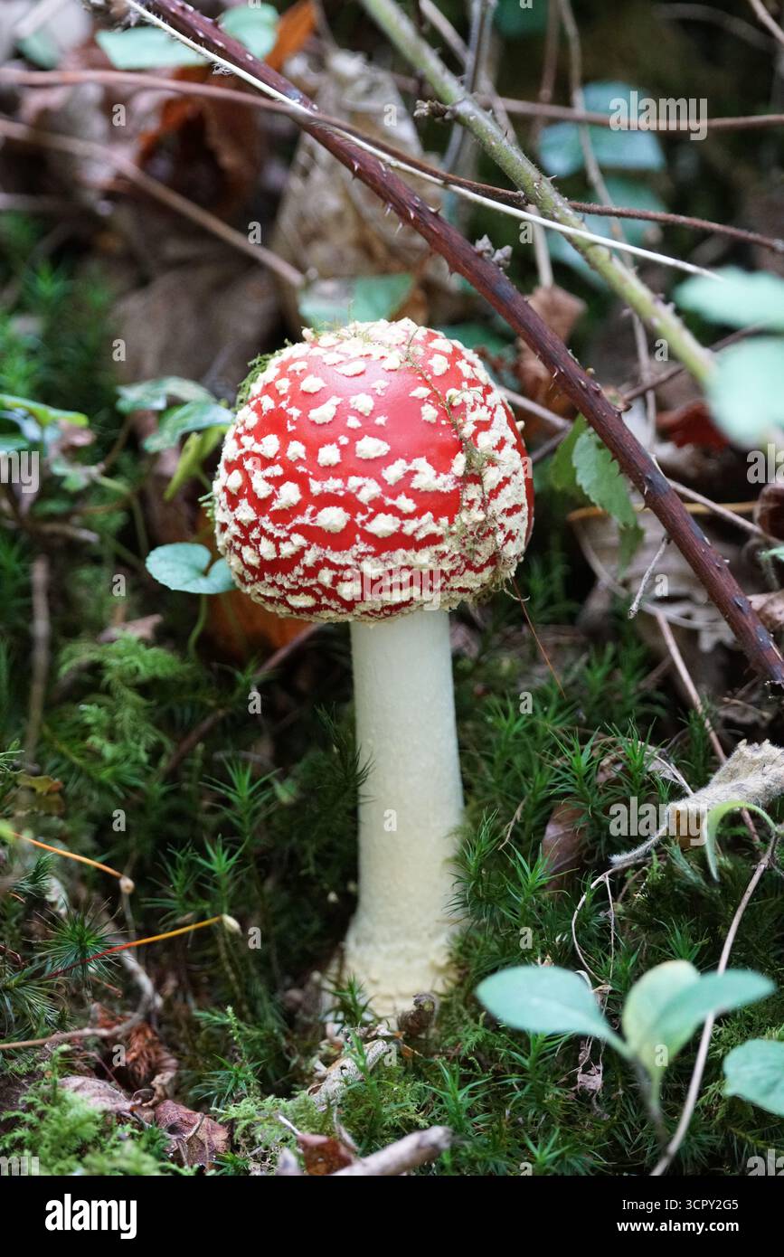 Fungo agarico giovane mosca con cappello rosso e macchie bianche che crescono nel bosco di muschio, Amanita muscaria. St. Mary, Holmbury, Inghilterra Foto Stock