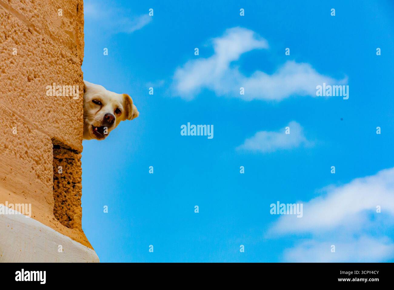 Un piccolo cane bianco terrier tiene la guardia da un balcone, allontanando chiunque si avvicini. Foto Stock