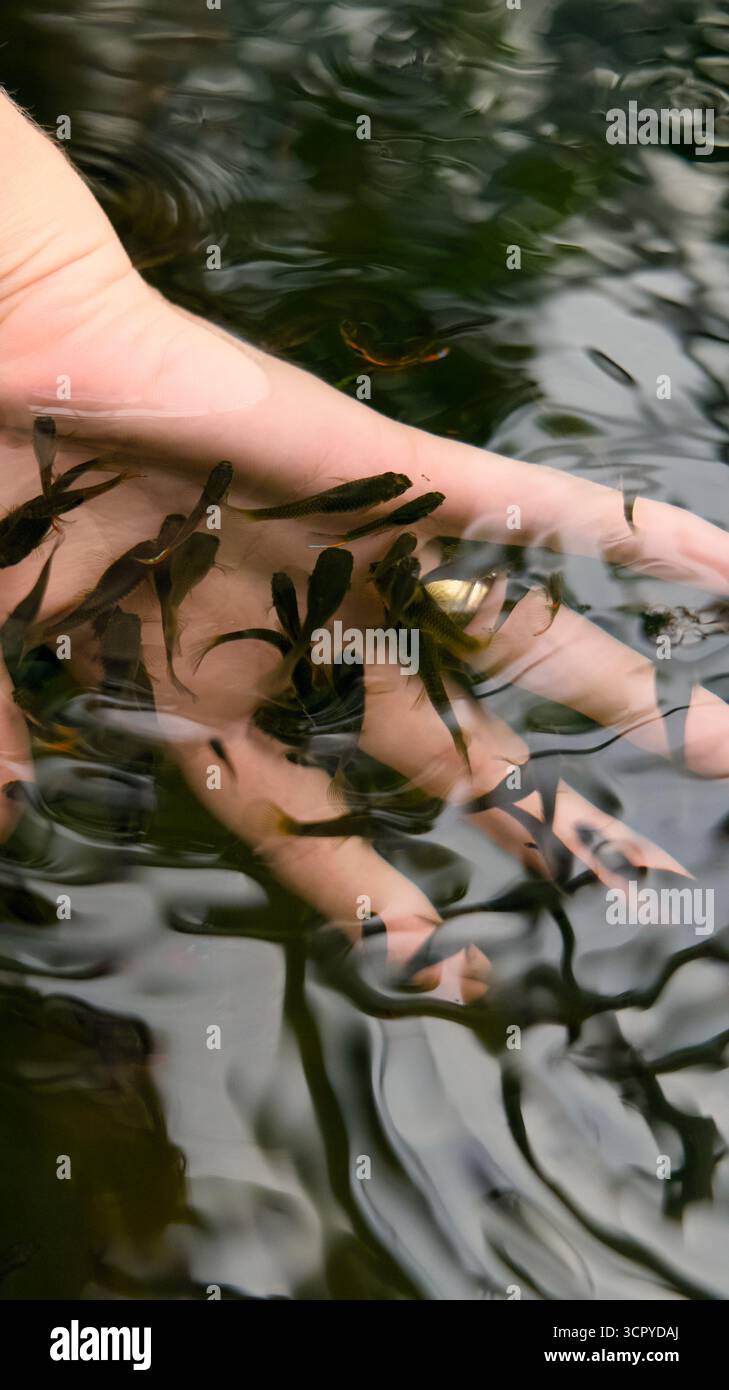 una mano sott'acqua con piccoli pesci intorno Foto Stock