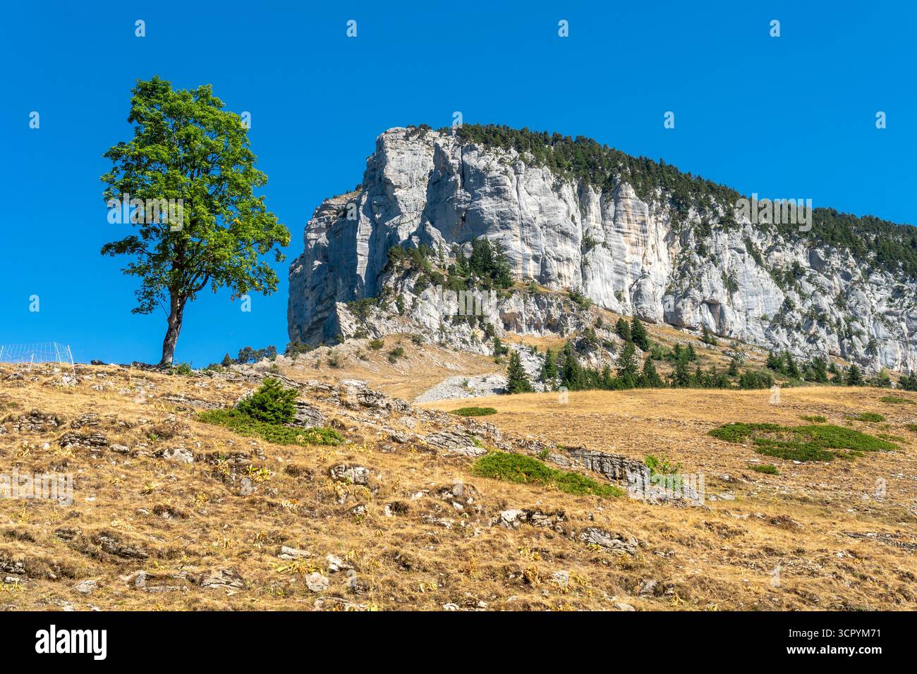 Mont Granier e albero solitario, Chartreuse, Francia Foto Stock