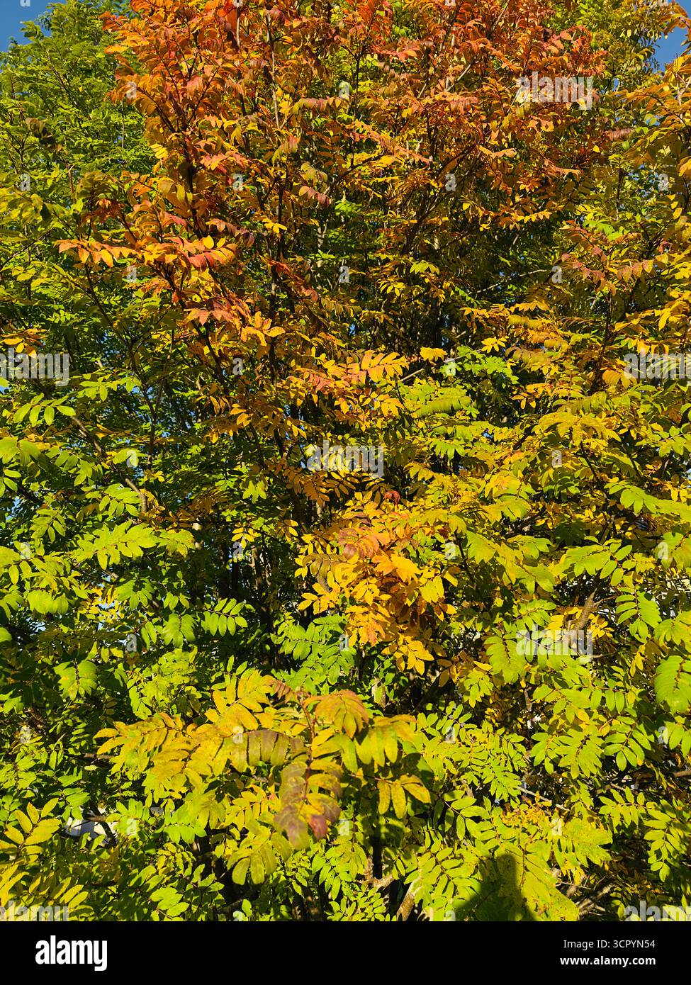 Albero autunnale con fogliame vibrante in tonalità di verde, giallo e arancione. - Immagine stock catturata con smartphone