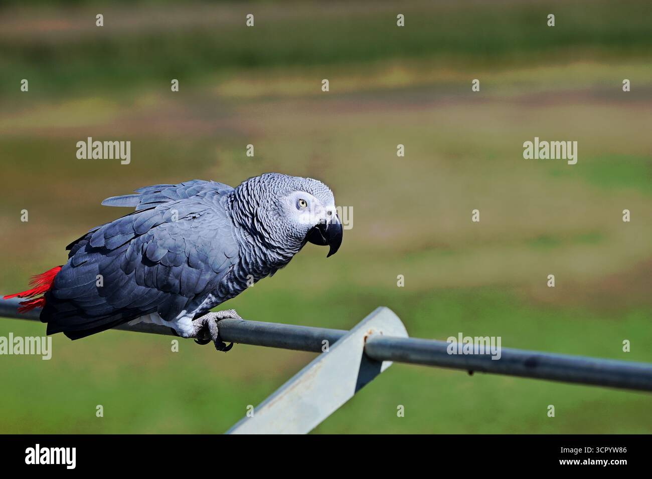 Chew Valley, Somerset, Regno Unito. 28 settembre 2025. In una calda giornata a Chew Valley nel Somerset, un pappagallo sfacciato è visto seduto su una barriera di metallo che guarda un lago di riserva vuoto. Foto di Robert Timoney/Alamy/Live/News. Foto Stock