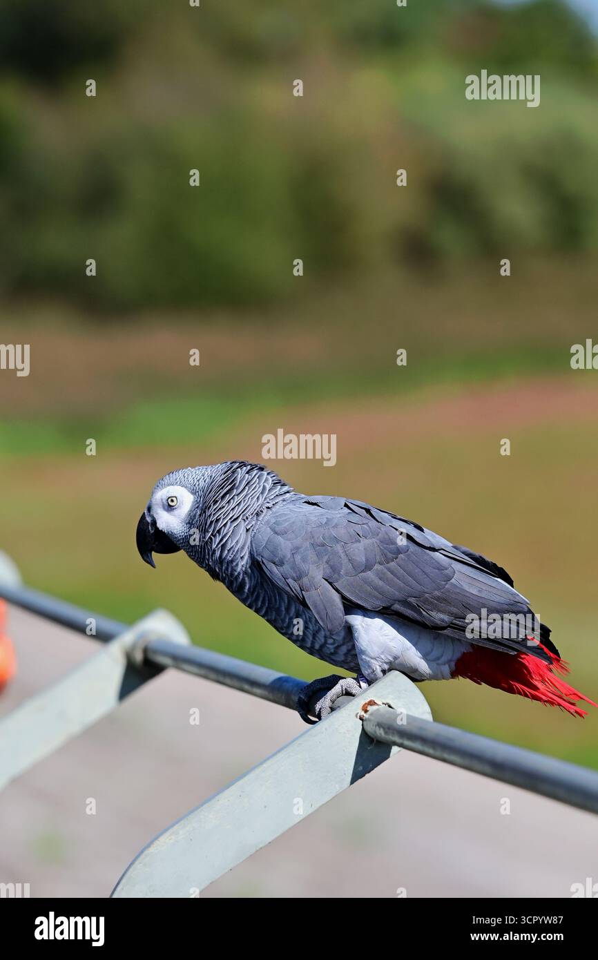 Chew Valley, Somerset, Regno Unito. 28 settembre 2025. In una calda giornata a Chew Valley nel Somerset, un pappagallo sfacciato è visto seduto su una barriera di metallo che guarda un lago di riserva vuoto. Foto di Robert Timoney/Alamy/Live/News. Foto Stock
