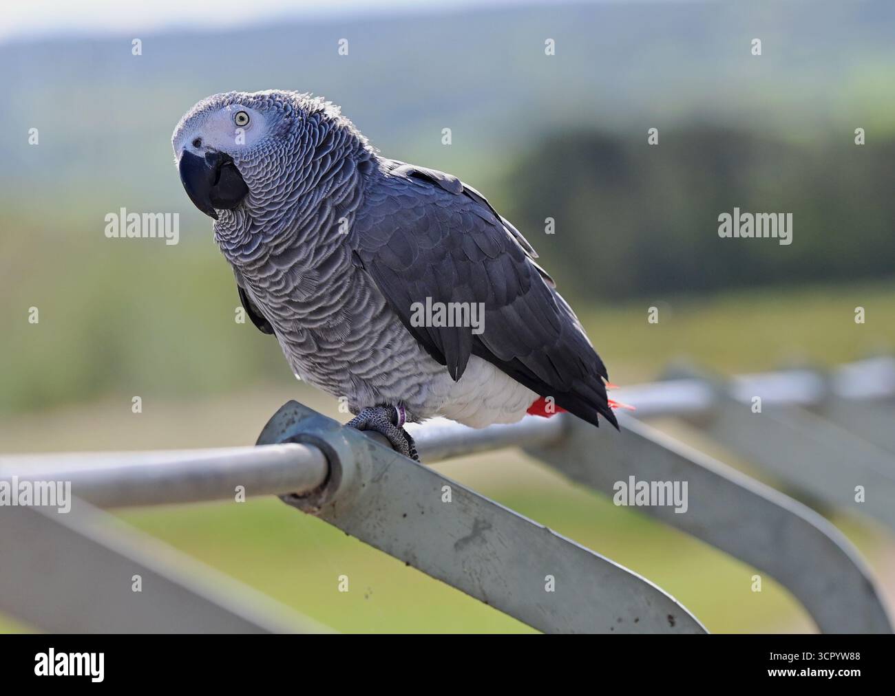 Chew Valley, Somerset, Regno Unito. 28 settembre 2025. In una calda giornata a Chew Valley nel Somerset, un pappagallo sfacciato è visto seduto su una barriera di metallo che guarda un lago di riserva vuoto. Foto di Robert Timoney/Alamy/Live/News. Foto Stock