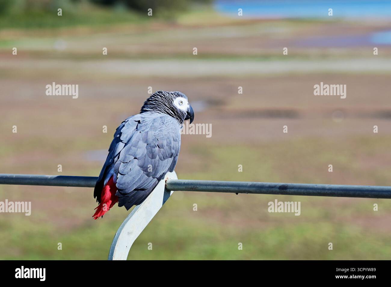 Chew Valley, Somerset, Regno Unito. 28 settembre 2025. In una calda giornata a Chew Valley nel Somerset, un pappagallo sfacciato è visto seduto su una barriera di metallo che guarda un lago di riserva vuoto. Foto di Robert Timoney/Alamy/Live/News. Foto Stock